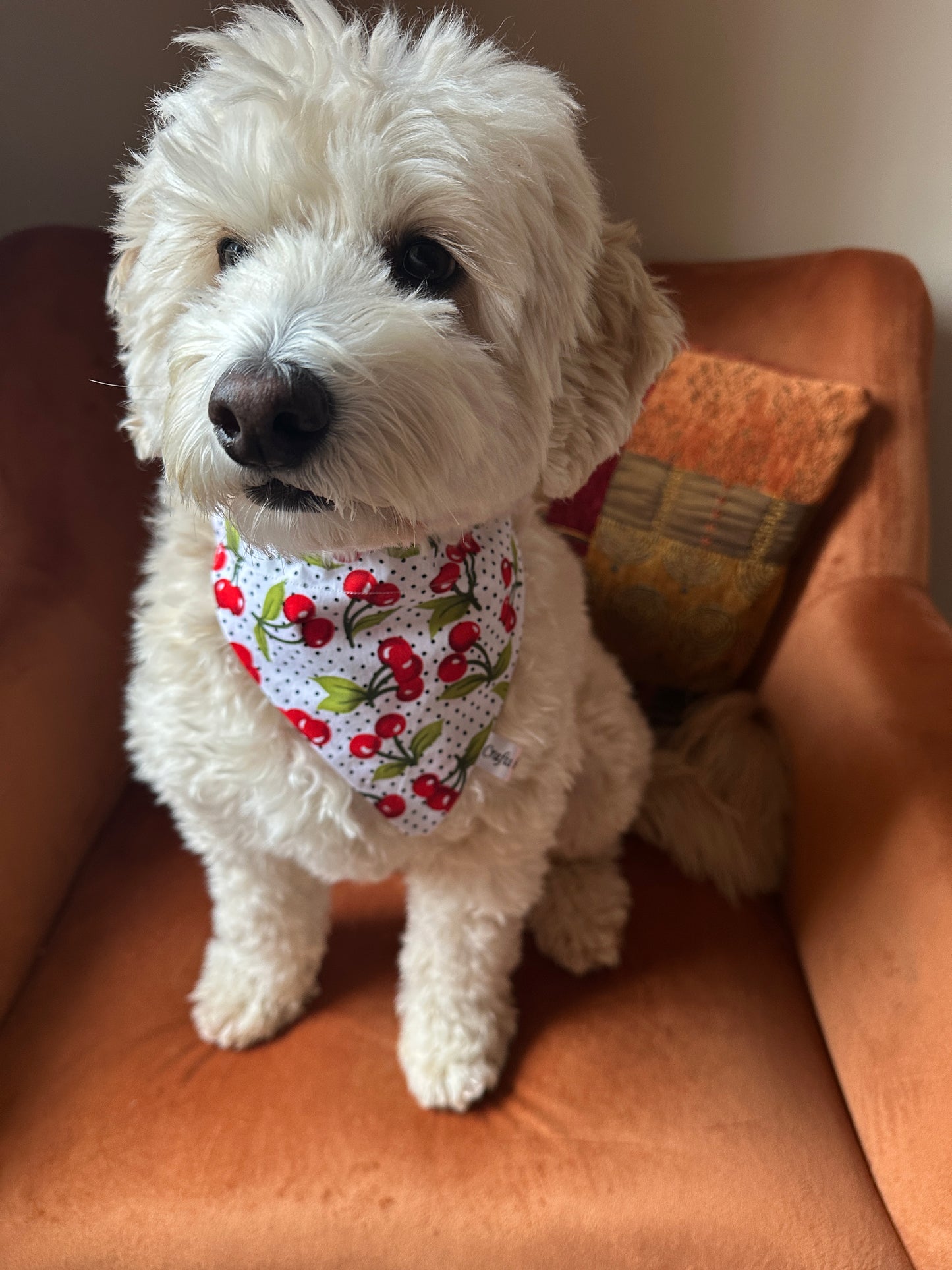 A fluffy white dog sits on an orange chair, wearing the "Cotton Pet Bandana with collar attachment - Cherry Sweet" by Crafts by Kate. The curious pup gazes at the camera as a patterned pillow enhances the cozy scene.