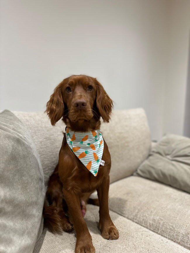 A brown dog relaxes on a light couch, wearing a vibrant Crafts by Kate Cotton Pet Bandana with collar attachment featuring striped carrot patterns. The background is a plain, light-colored wall.