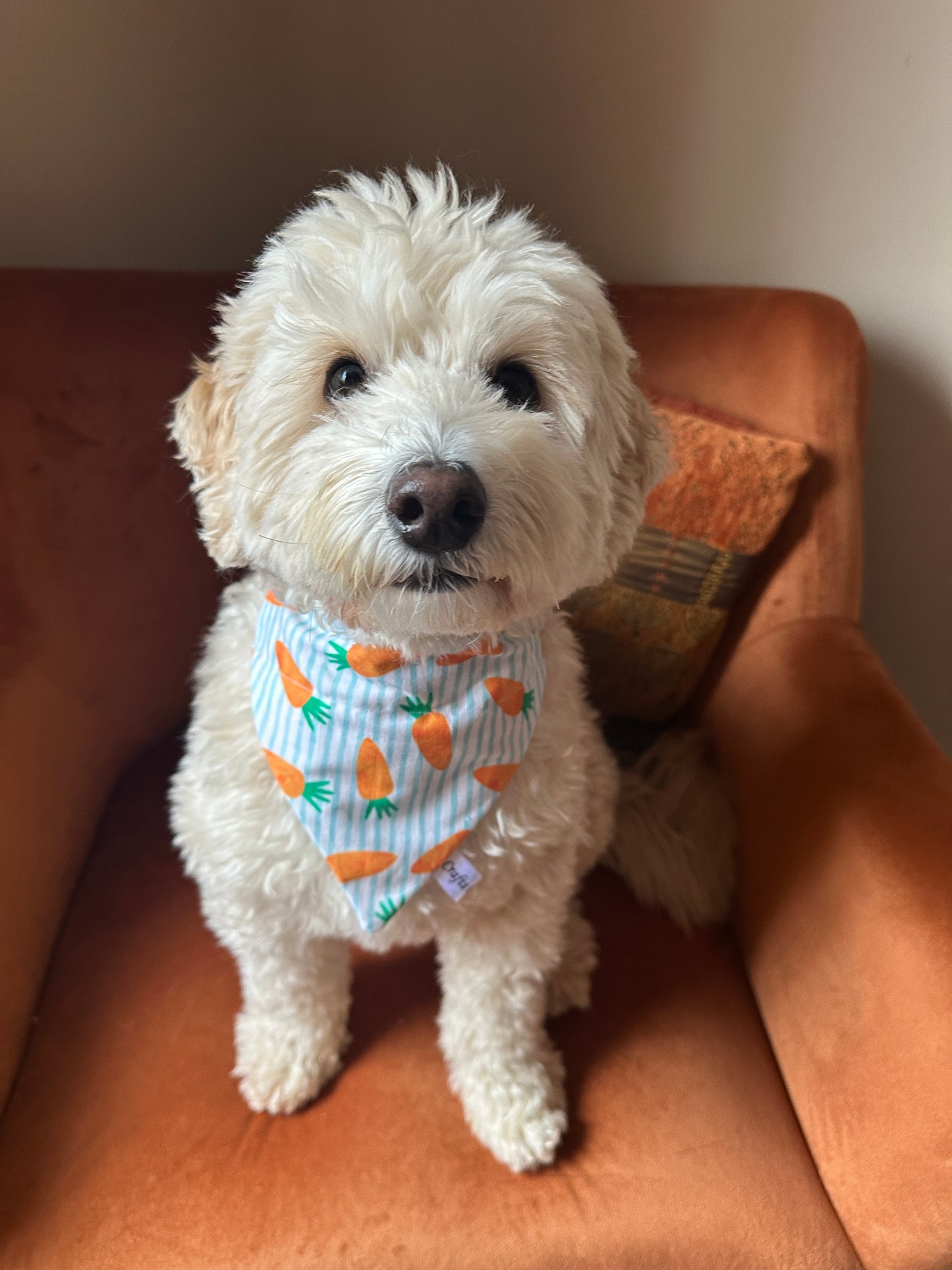 A fluffy white dog sits on an orange chair, wearing the Crafts by Kate Cotton Pet Bandana with collar attachment - Striped Carrots. Its eyes gaze at the camera, ears slightly floppy. The warm indoor ambiance perfectly highlights its stylish look.