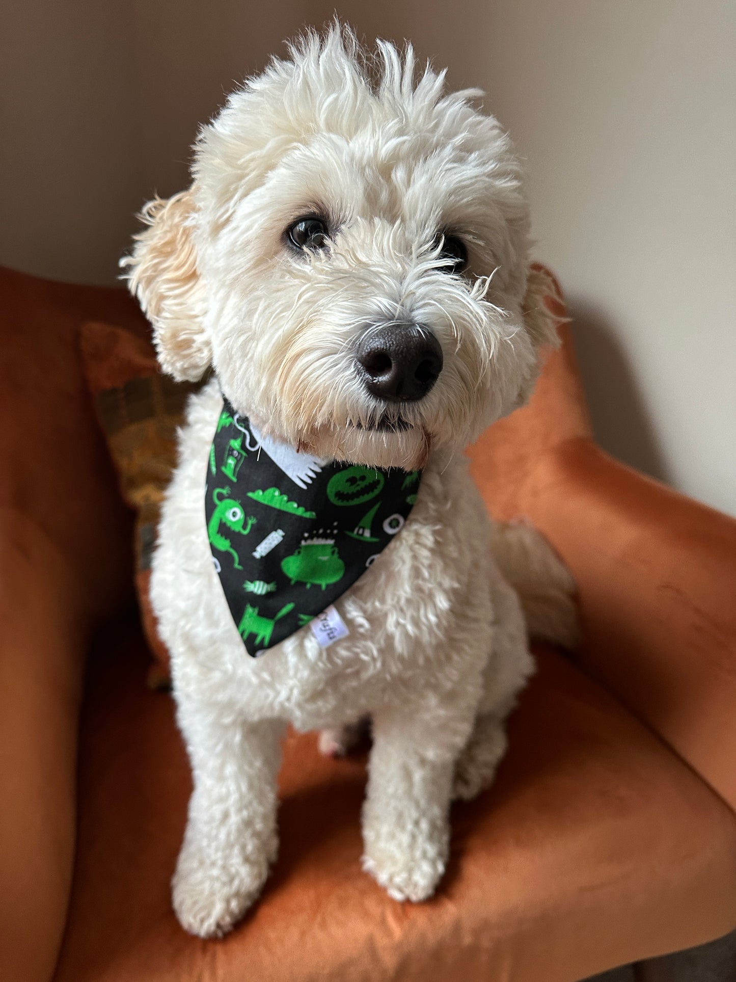 A fluffy white dog wears the Crafts by Kate Cotton Pet Scrunchie Bandana—Green Halloween, featuring green monster designs—as it sits on an orange chair and looks up with a gentle expression.