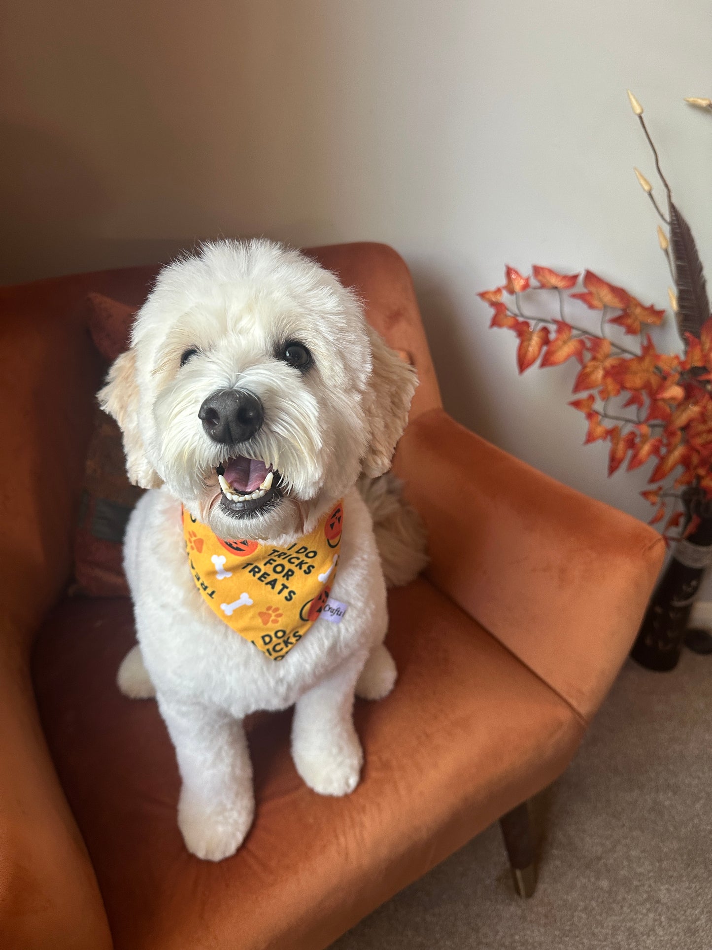 Cotton Pet Scrunchie Bandana - Trick or Treat