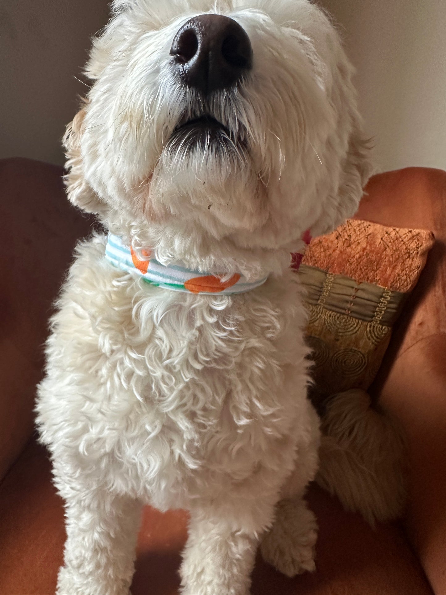 Cotton Pet Adjustable Collar - Striped Carrots