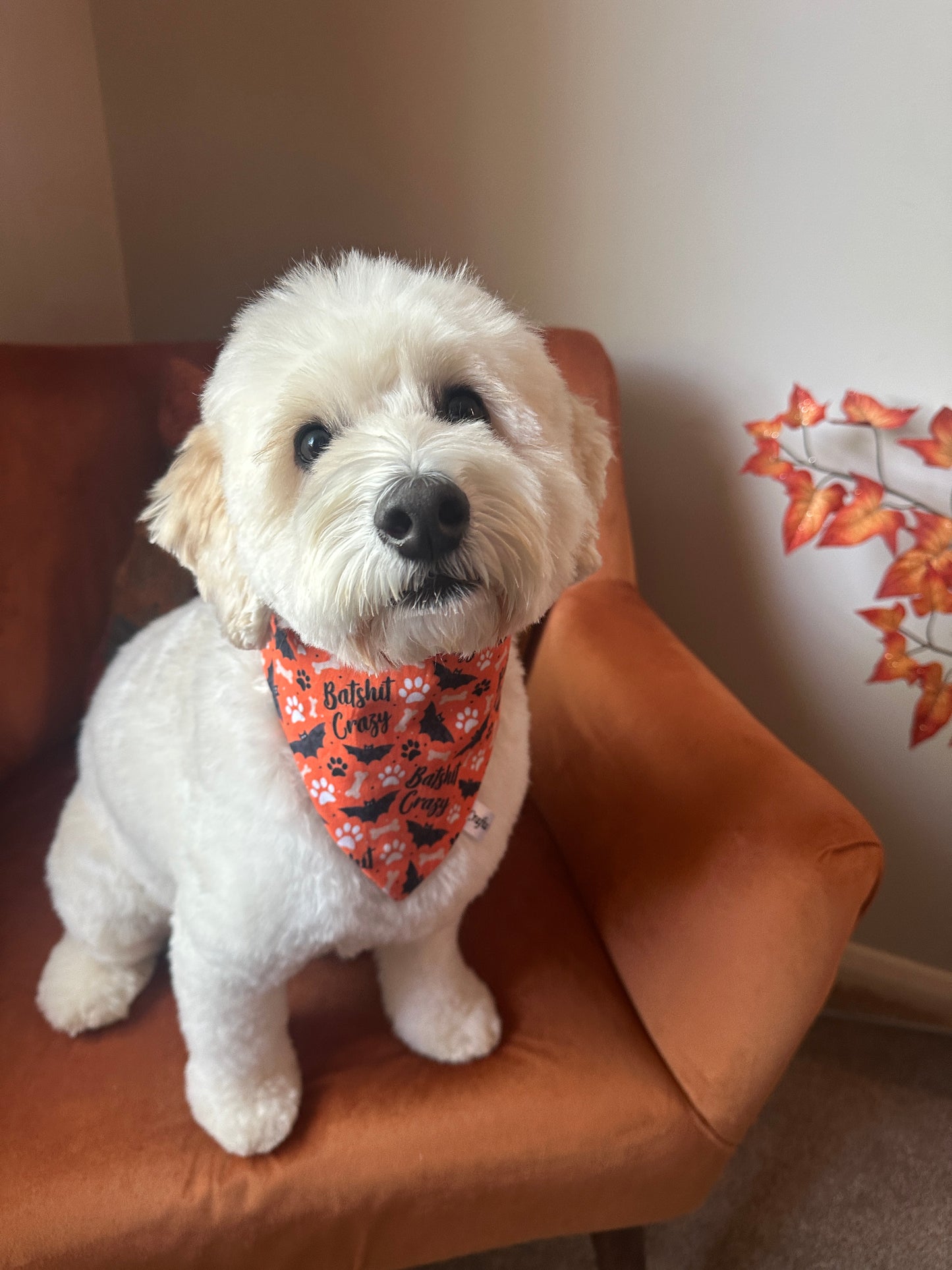 Cotton Pet Scrunchie Bandana - Batshit Crazy