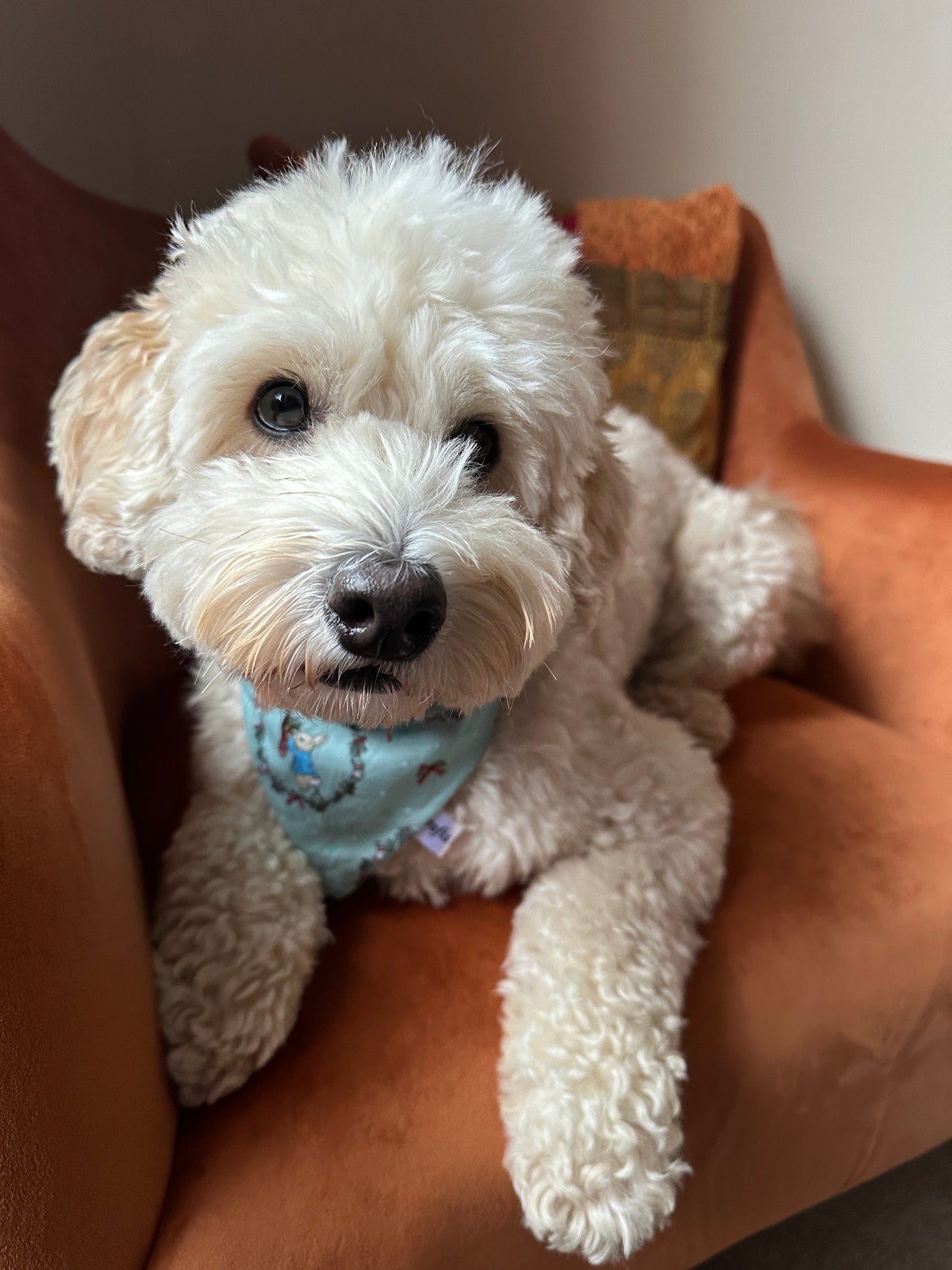 Cotton Pet Scrunchie Bandana - Peter Rabbit's Christmas Wreath