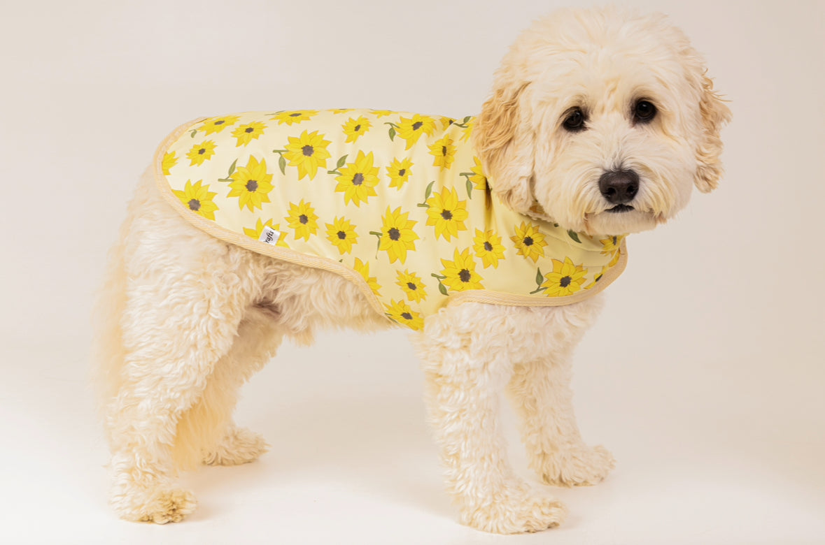 A fluffy, cream-colored dog wears the Sunflower Fields Pet Raincoat by Crafts by Kate—a yellow vest with a sunflower pattern and soft Sherpa fleece lining—while standing sideways against a plain white background.