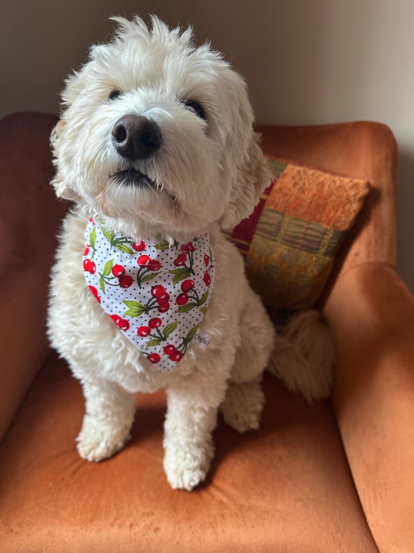 A fluffy white dog in a Crafts by Kate Cotton Pet Bandana with Cherry Sweet design sits on an orange armchair, gazing up curiously. A colorful cushion in the back enhances the charm of this handcrafted cotton accessory scene.