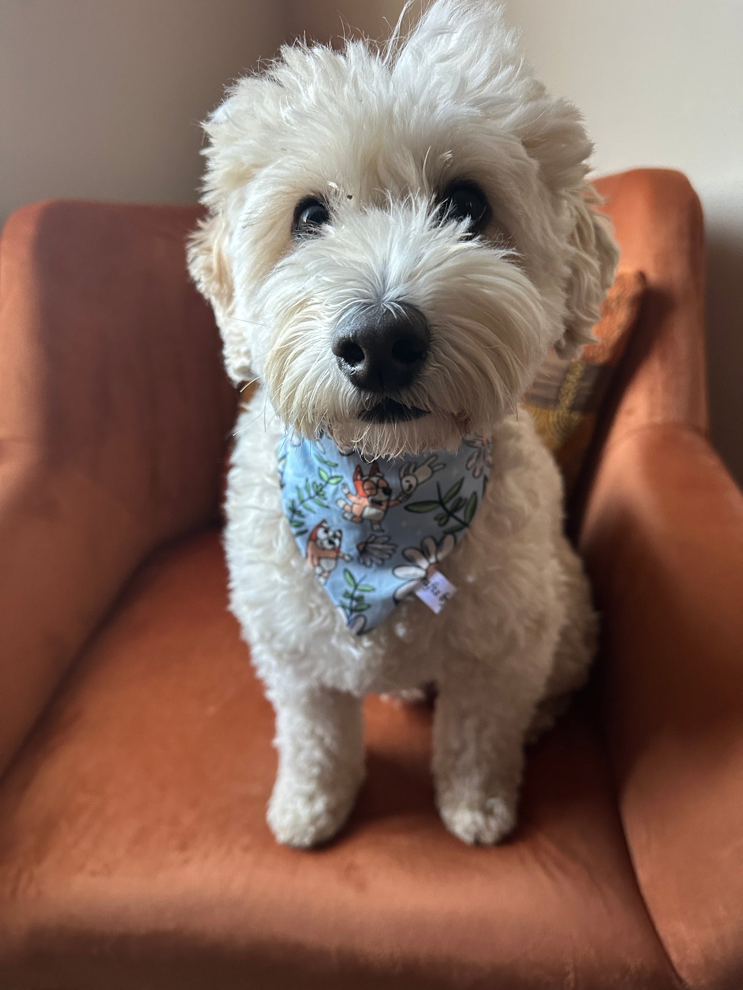A fluffy white dog with dark eyes sits on an orange chair, wearing the "Cotton Pet Scrunchie Bandana - Bluey & Bingo" by Crafts by Kate. The pup gazes curiously at the camera, effortlessly blending style and charm.