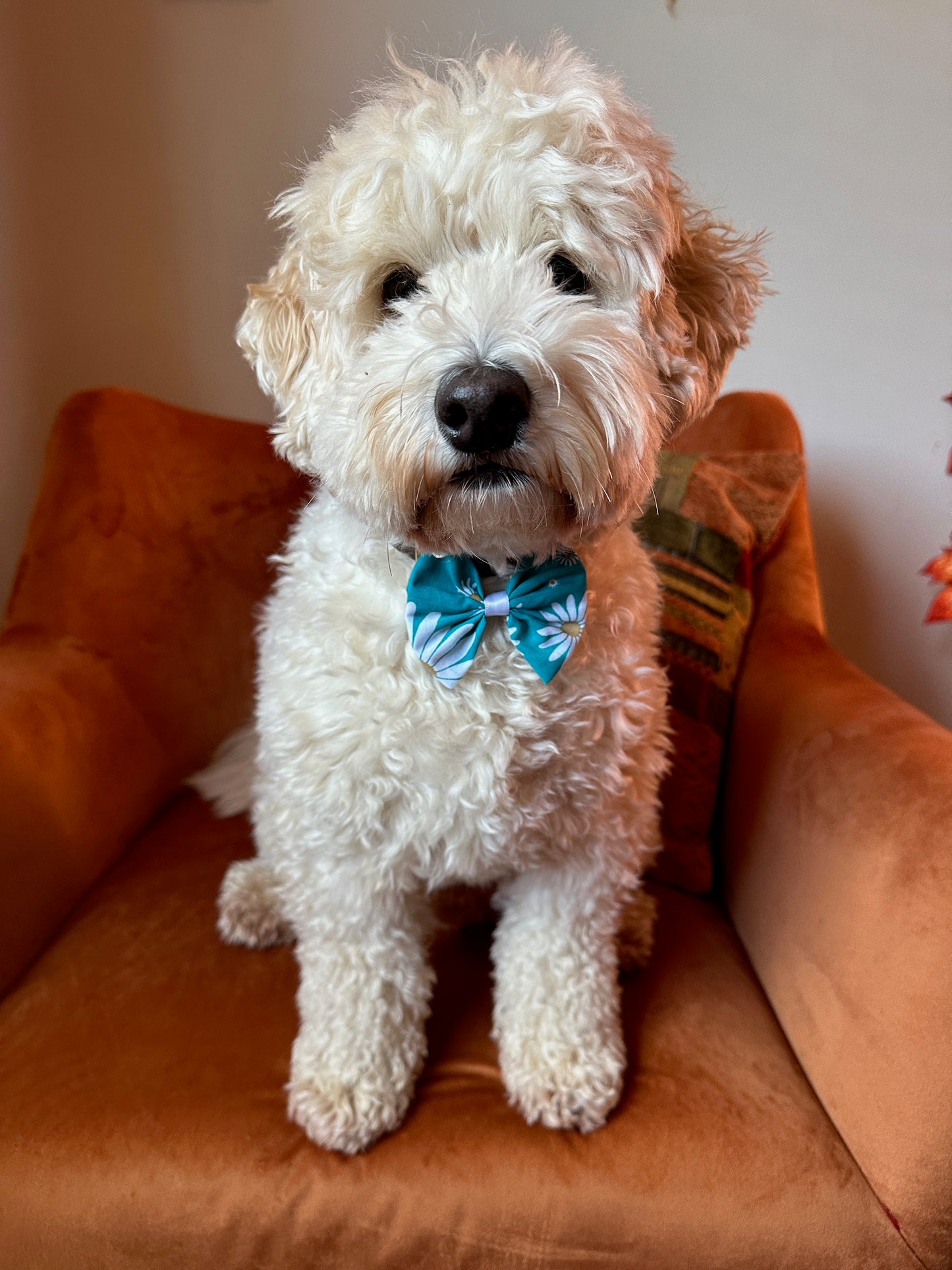 Cotton Pet Bow with collar attachment - Blue Daisies