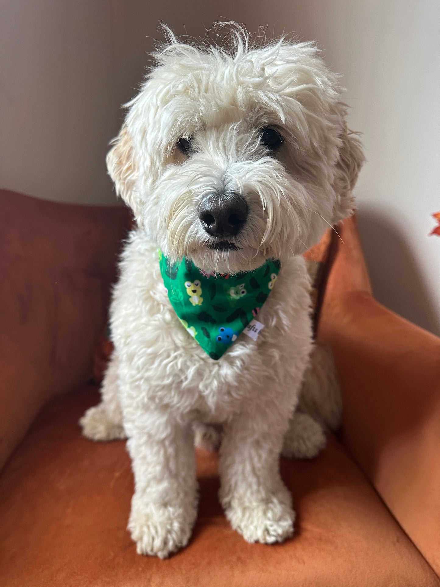 Cotton Pet Scrunchie Bandana - Froggtastic