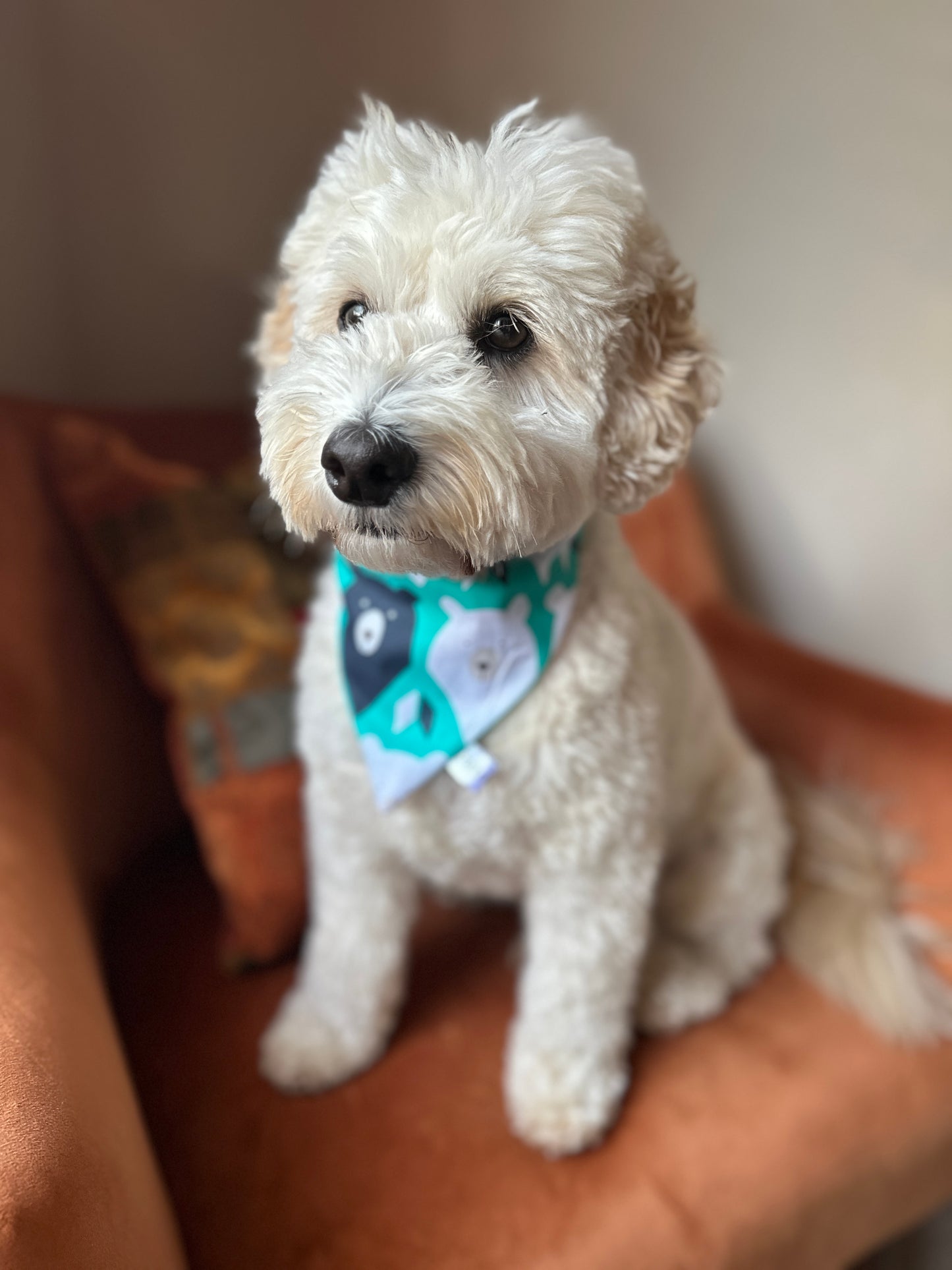 A fluffy white dog wearing a "It's My Barkday" Cotton Pet Scrunchie Bandana from Crafts by Kate sits on a reddish-brown chair. Its curly ears and dark eyes create an attentive look, with a softly blurred background enhancing the cozy scene for Bear Lovers Fabric fans.