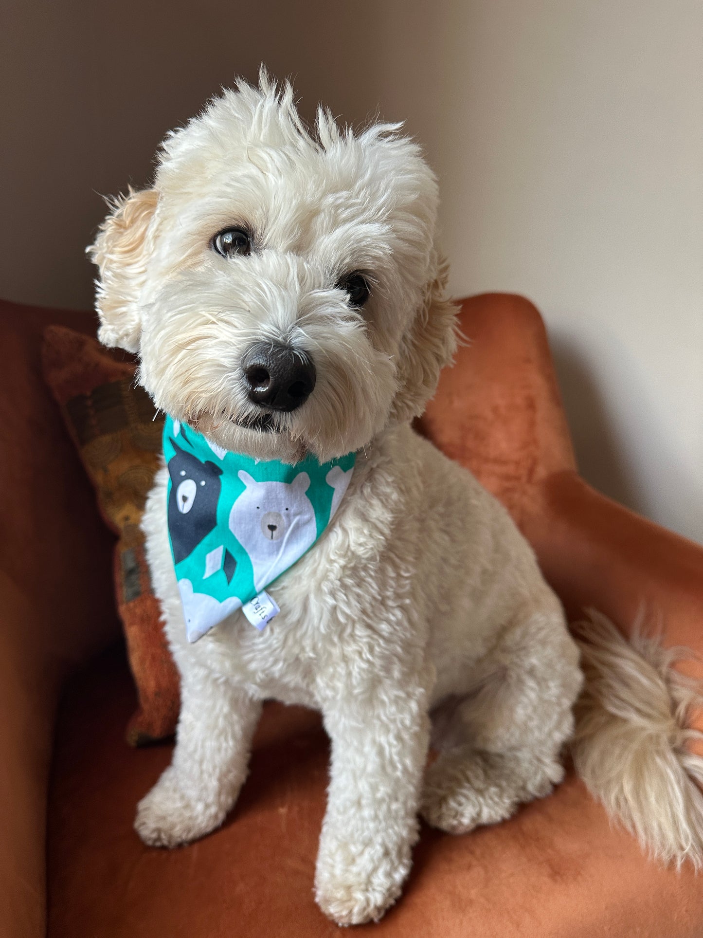 A fluffy white dog with a curly coat sits on a rust-colored chair, wearing a "It’s My Barkday" cotton pet scrunchie bandana by Crafts by Kate. The dog looks curiously at the camera against a softly blurred background.