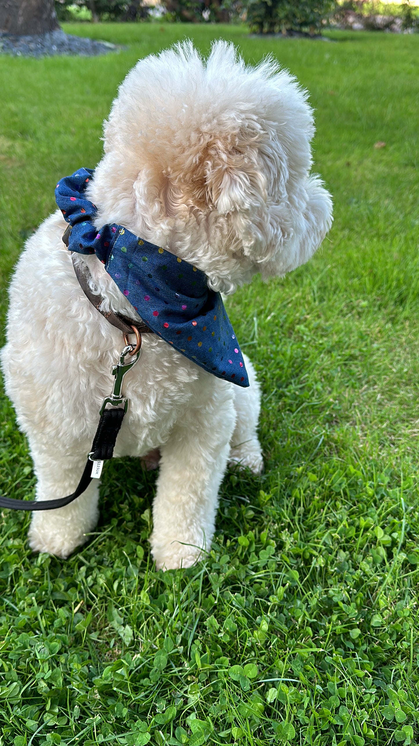 A fluffy white dog sits on lush green grass wearing a Crafts by Kate Cotton Pet Scrunchie Bandana in Rainbow Polka Dot Foil Print and attached to a black leash, showcasing vibrant LGBTIQA+ community support.