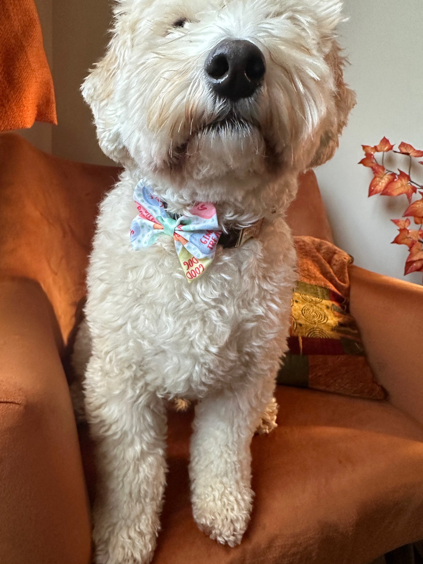 A fluffy white dog sits proudly on an orange armchair, sporting a "Candy Love Hearts" cotton pet bow by Crafts by Kate. Its face is slightly turned upwards, exuding charm with fall leaves decor adorning the background for a cozy atmosphere.