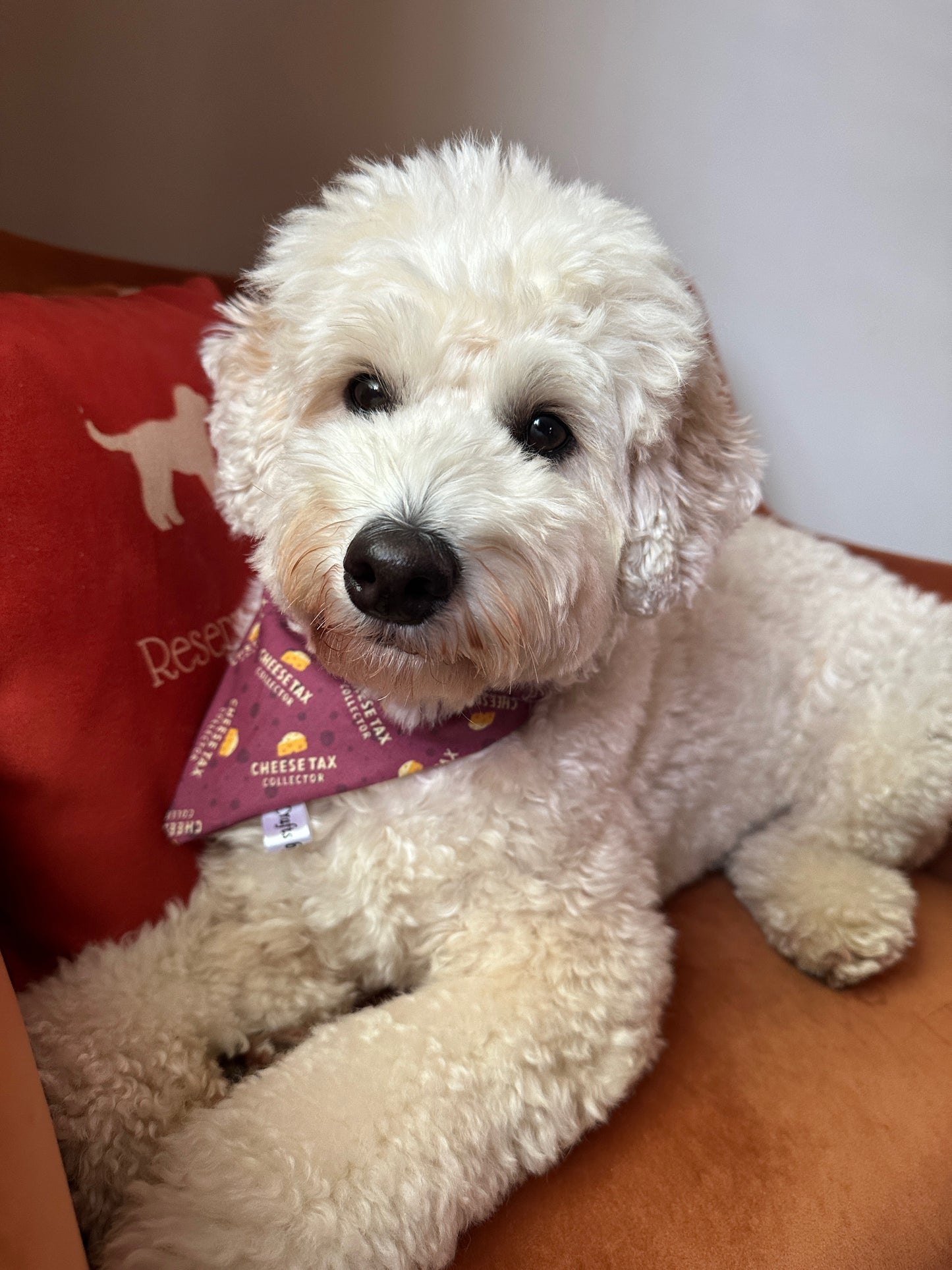 A fluffy white dog with a curly coat lounges on a brown couch, proudly sporting Crafts by Kate's Cotton Pet Bandana with collar attachment from the Cheese Tax Collector collection. This accessory beautifully complements the red cushion featuring a white dog silhouette in the background.