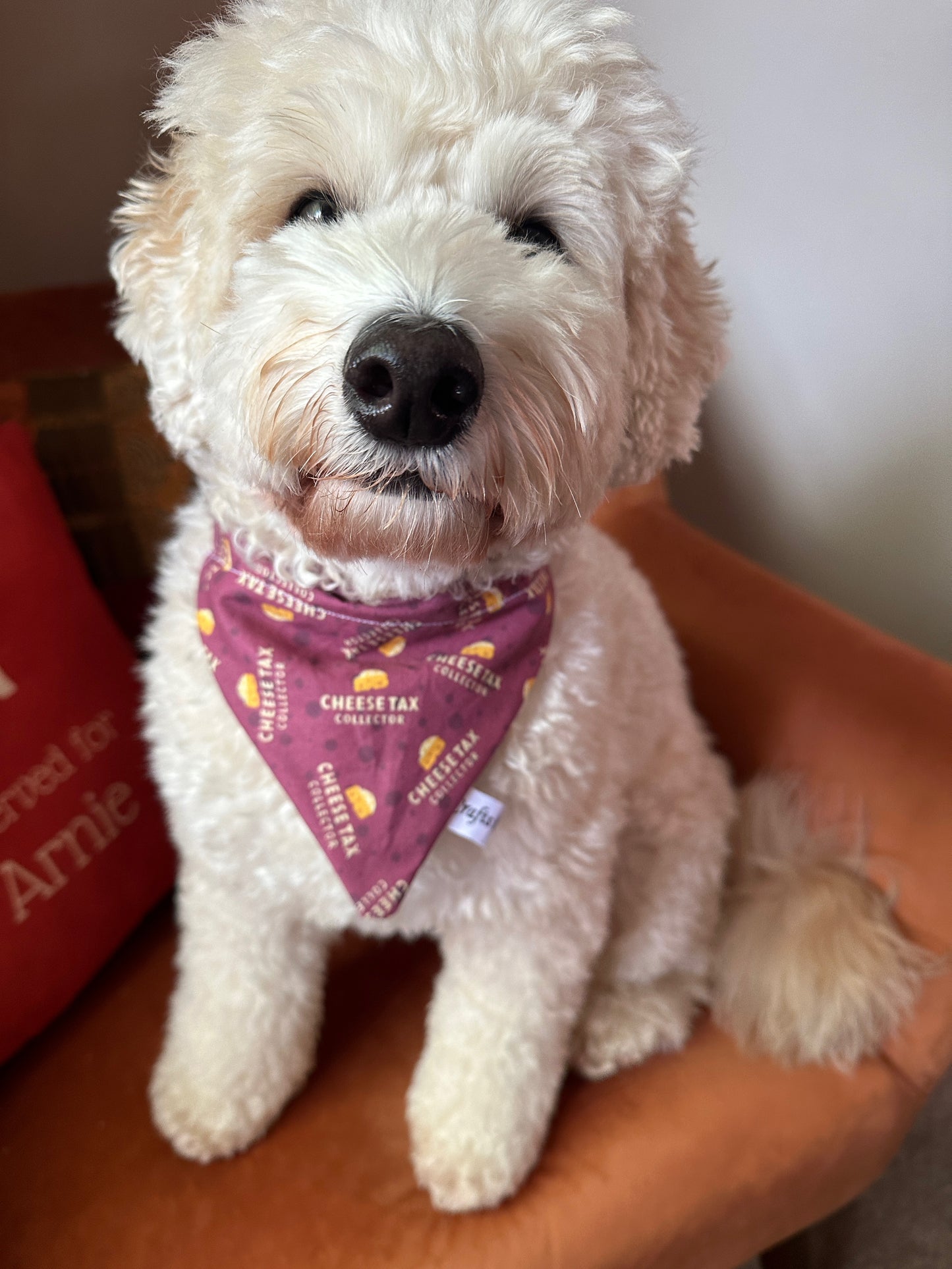 A fluffy white dog sits content on an orange couch, its eyes half-closed while wearing a new favorite accessory: a Crafts by Kate Cotton Pet Bandana with collar attachment. The bandana reads "Cheese Tax Collector" and features charming cheese illustrations.
