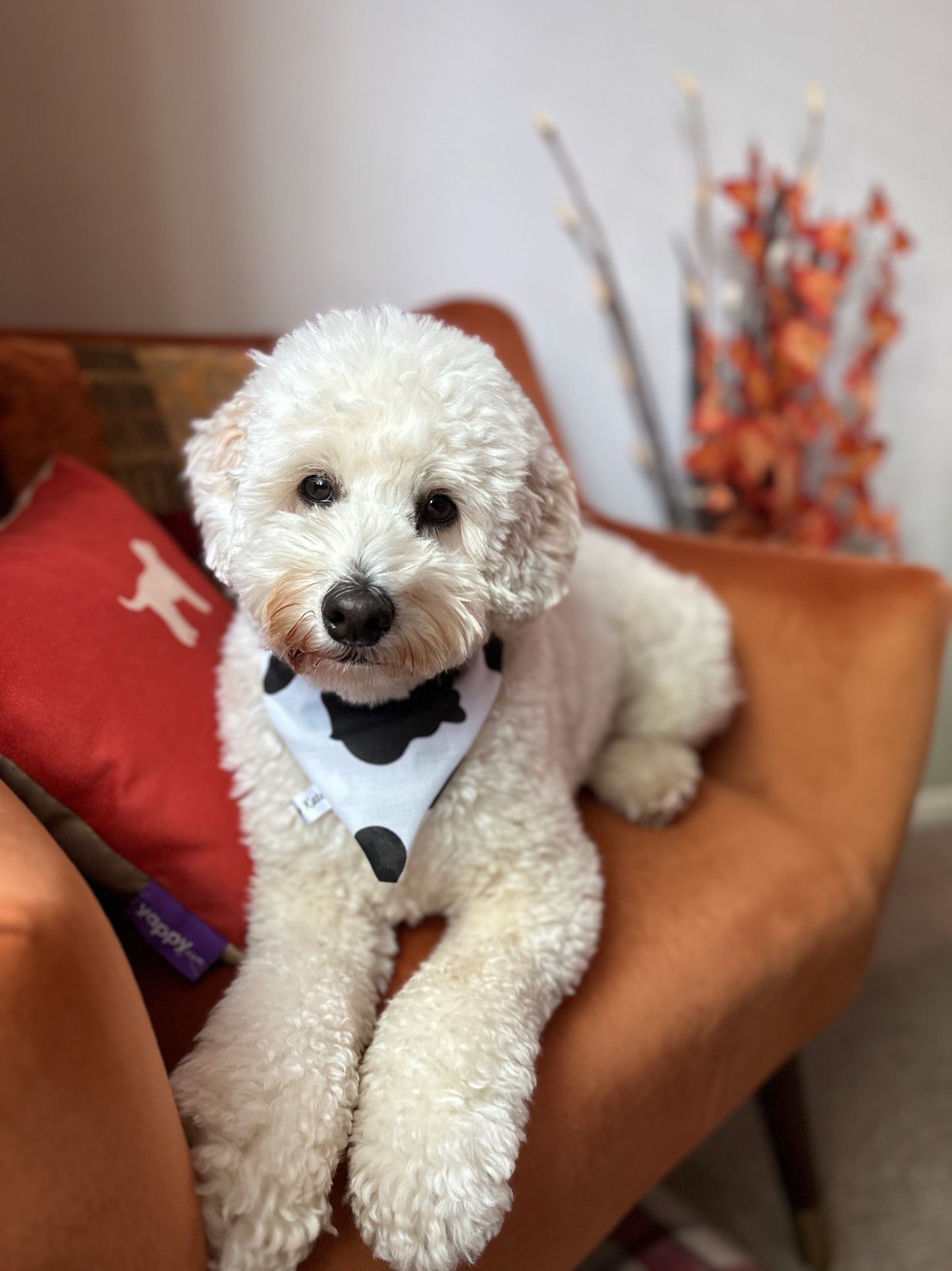 Cotton Pet Bandana with collar attachment - Cow Print