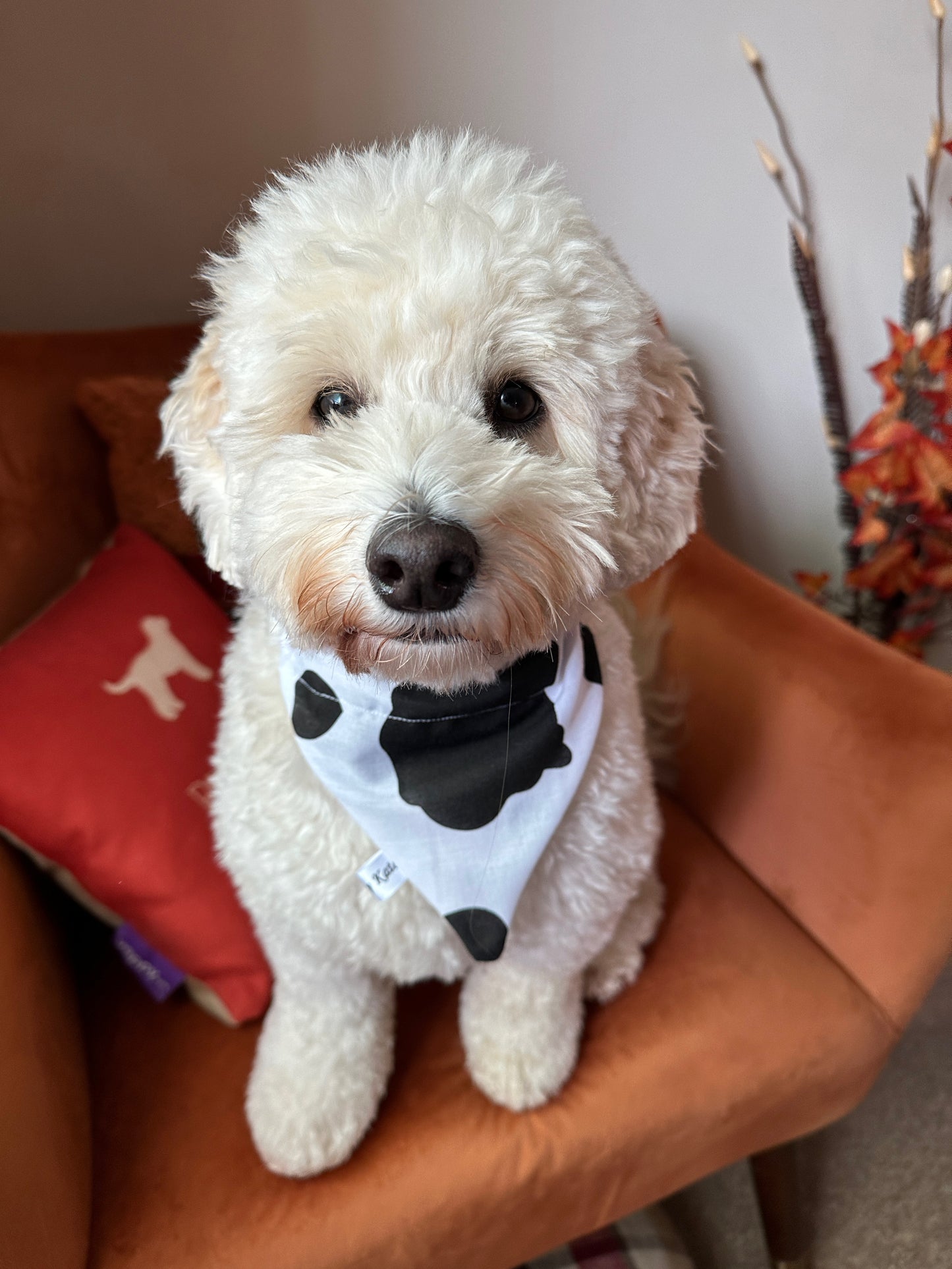 Cotton Pet Bandana with collar attachment - Cow Print