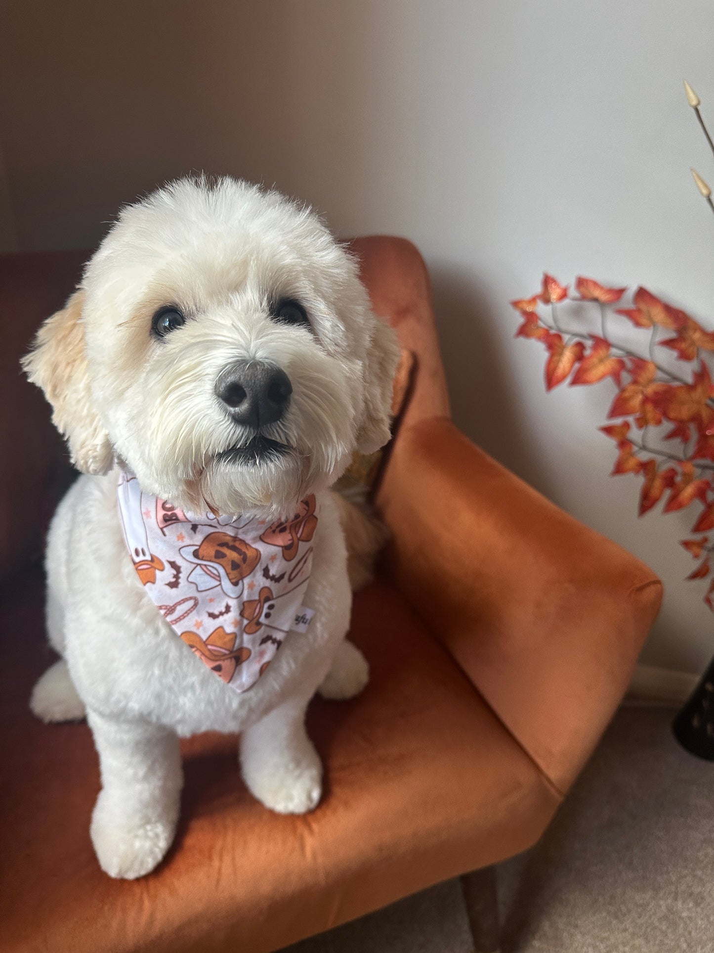 Cotton Pet Scrunchie Bandana - Halloween Cowboy