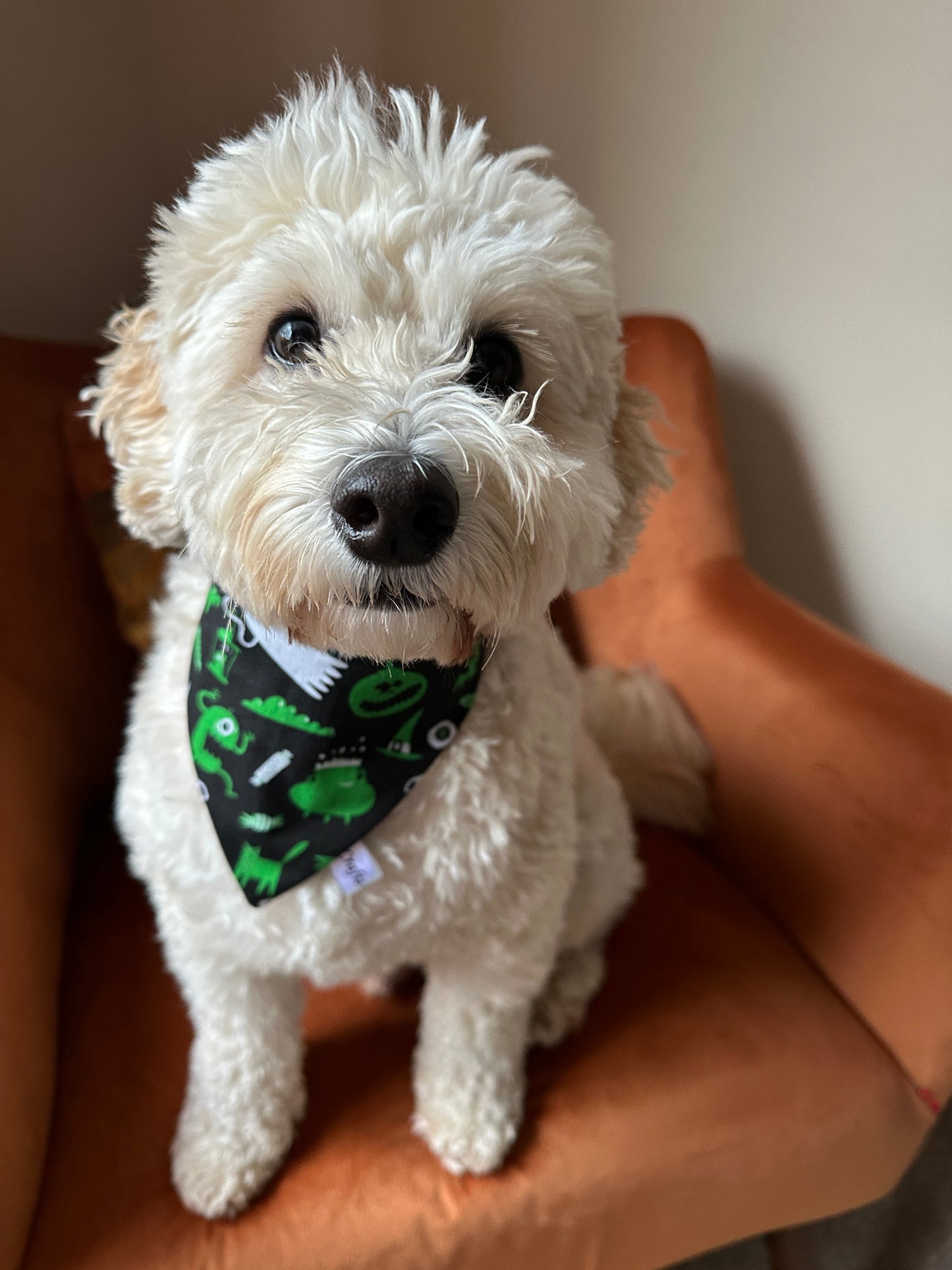 A fluffy white dog with curly fur sits on an orange chair, wearing a Crafts by Kate Cotton Pet Scrunchie Bandana in Green Halloween. Soft light from the right highlights its gentle expression.