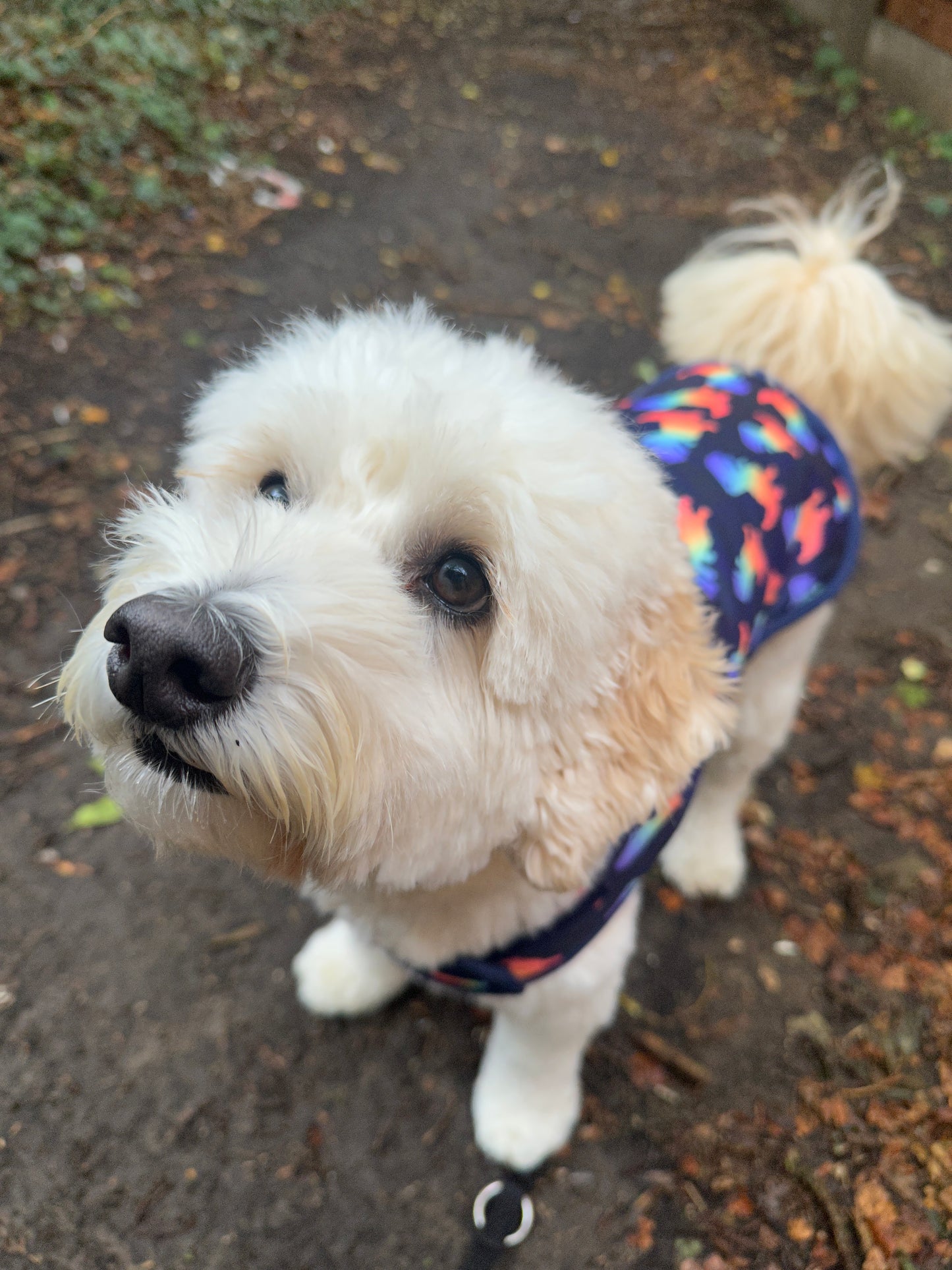 A fluffy white dog in the Crafts by Kate Rainbow Dinosaur Pet Raincoat stands on a dirt path, gazing up with soft brown eyes. The blurred background features greenery and fallen leaves.
