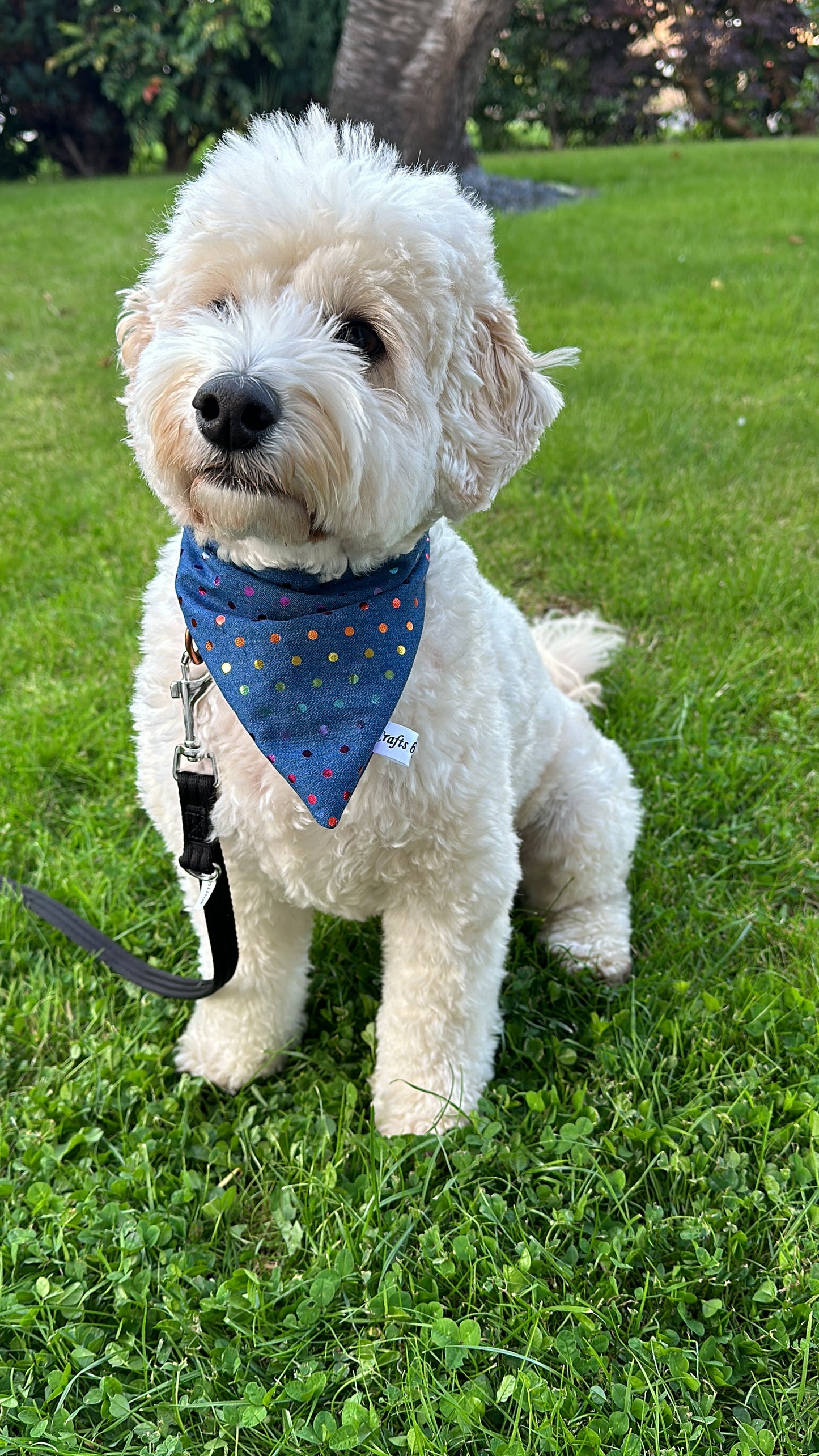 A fluffy white dog on green grass sports a "Crafts by Kate" Cotton Pet Scrunchie Bandana with rainbow polka dot foil print. The dog gazes upward, and a black leash is attached to its collar. Trees and foliage form the backdrop, creating a serene scene that subtly supports the LGBTIQA+ community.
