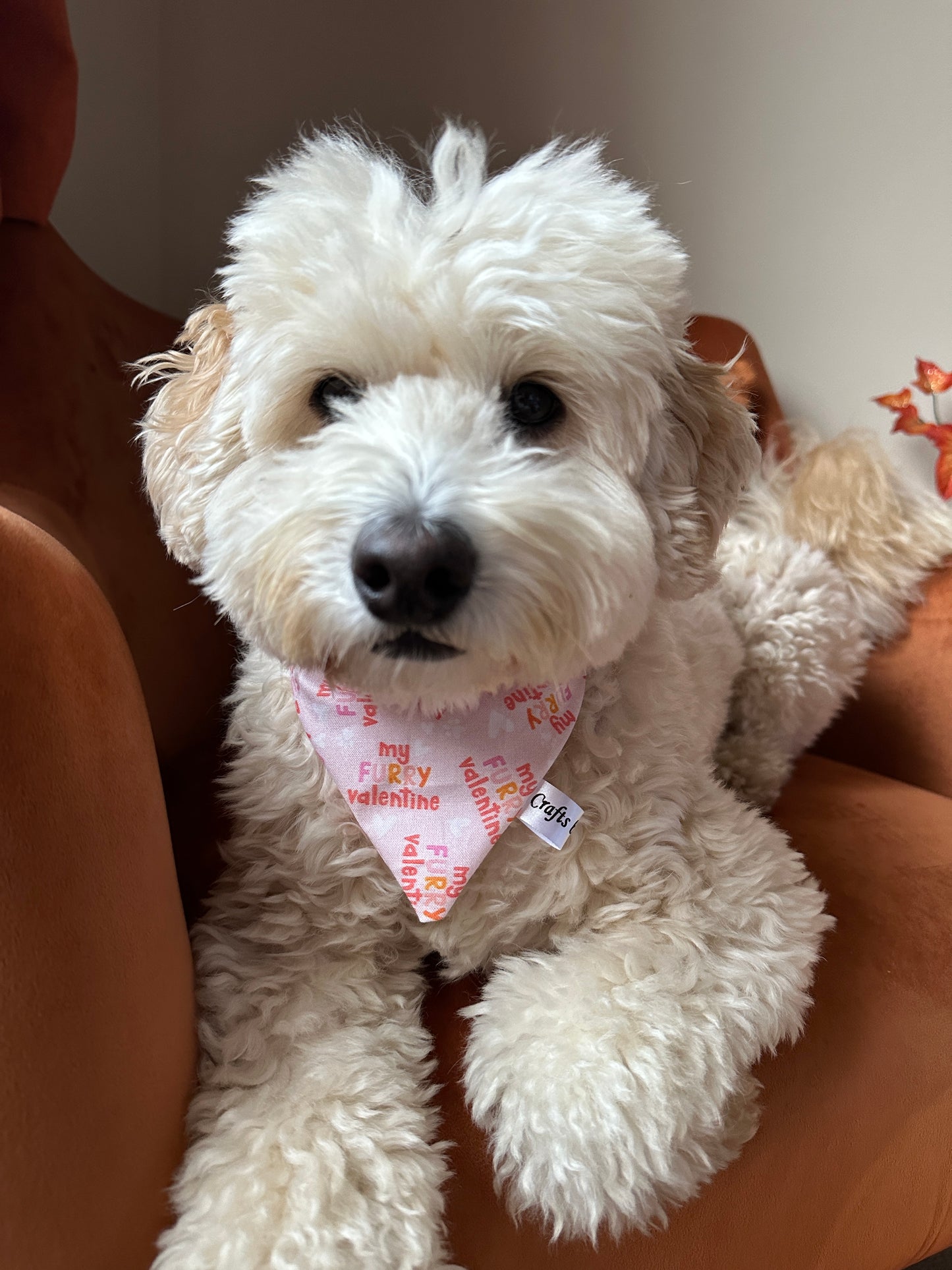A fluffy white dog with curly fur rests on a brown sofa, wearing the Crafts by Kate "My Fluffy Valentine" cotton pet bandana with collar attachment. Its attentive yet relaxed expression embodies the cozy spirit of a Fluffy Valentine Fabric dream.