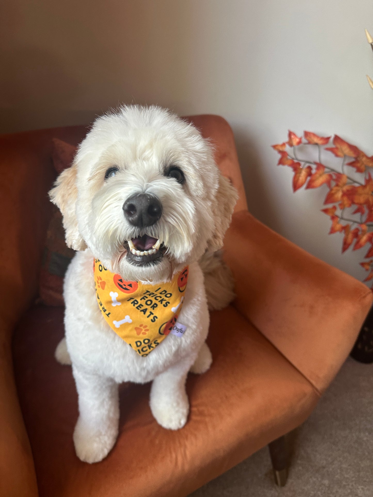 Cotton Pet Scrunchie Bandana - Trick or Treat