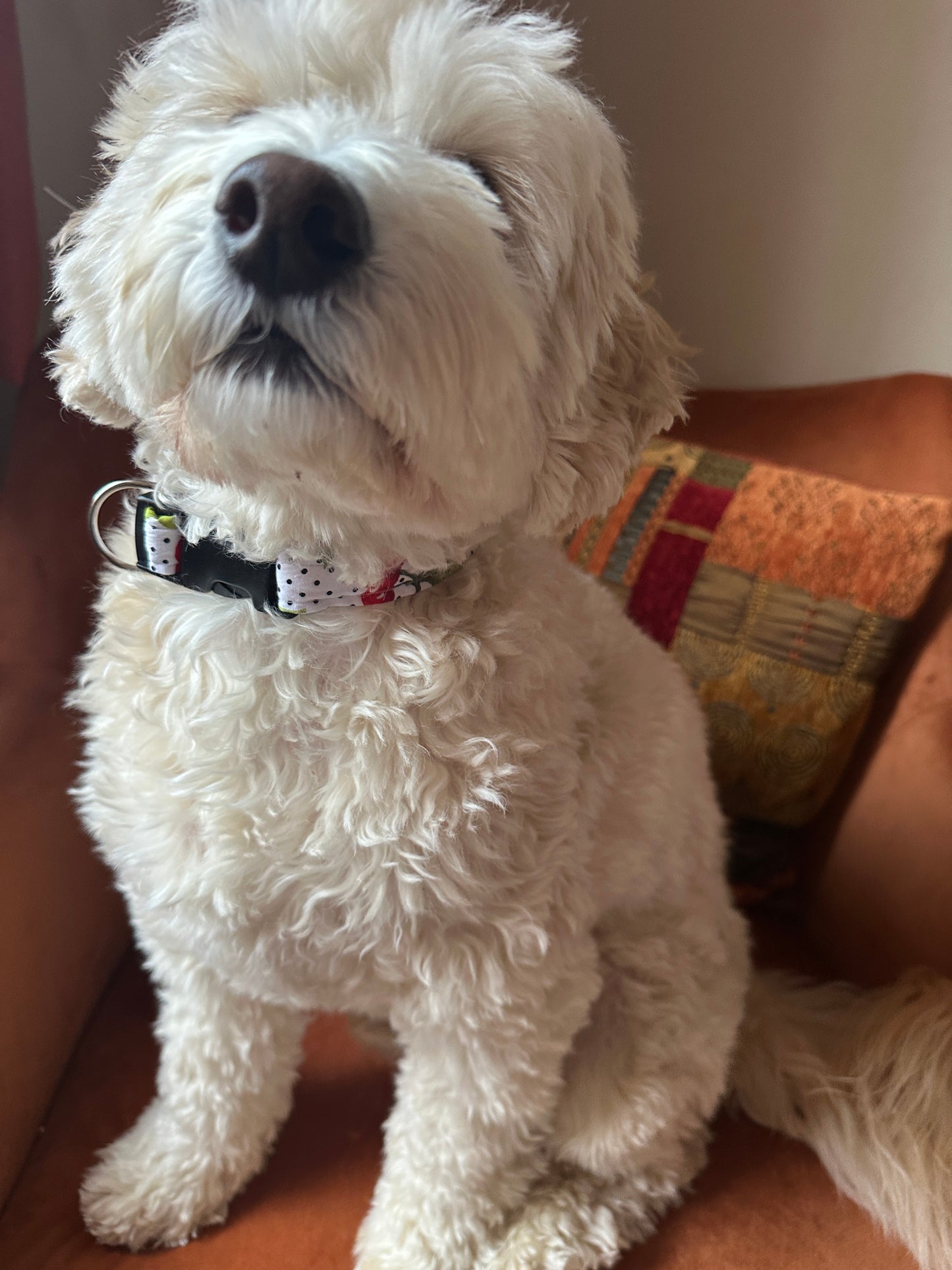 Cotton Pet Adjustable Collar - Cherry Sweet