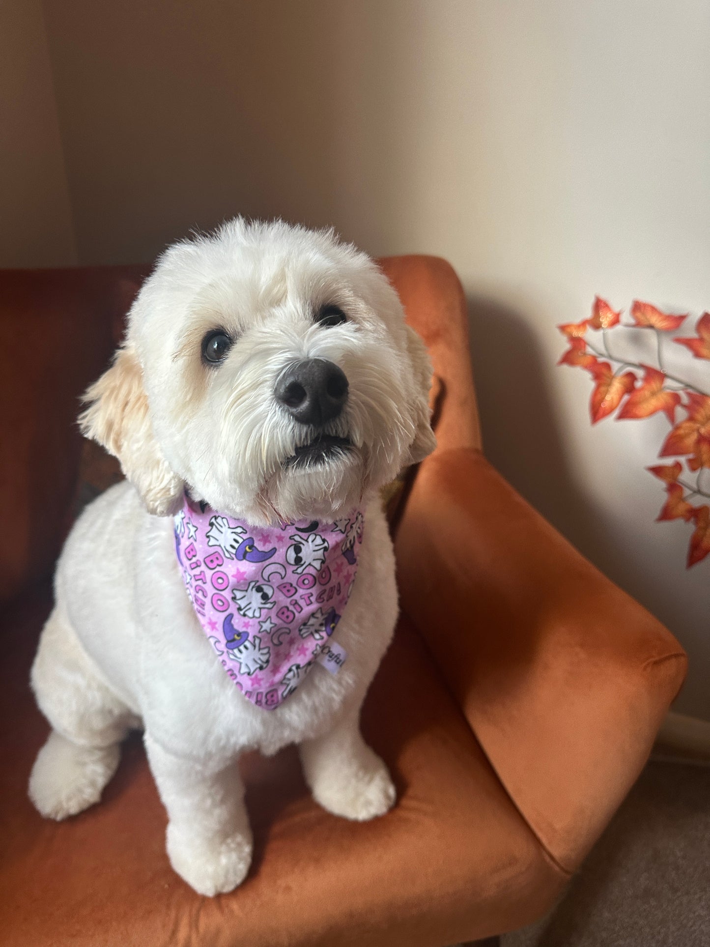 Cotton Pet Scrunchie Bandana - Boo Bitch