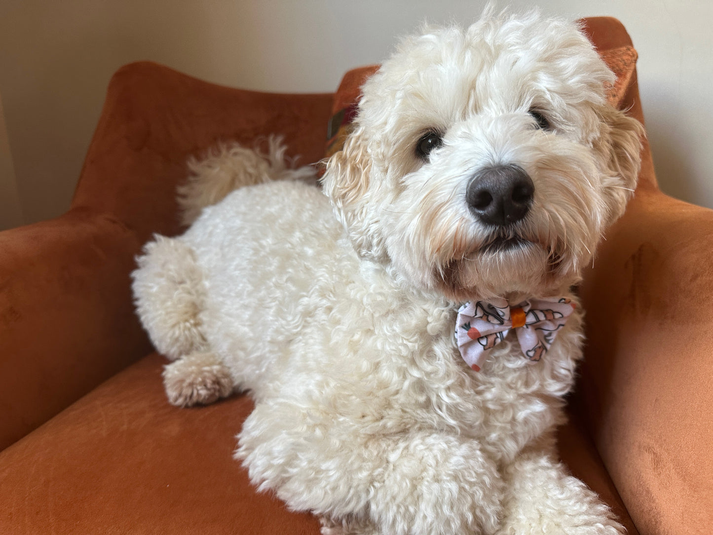 A fluffy white dog relaxes on an orange armchair, wearing a Crafts by Kate Easter Pupcup Cotton Pet Bow with a collar attachment, its charming gaze enhancing the adorable accessory.