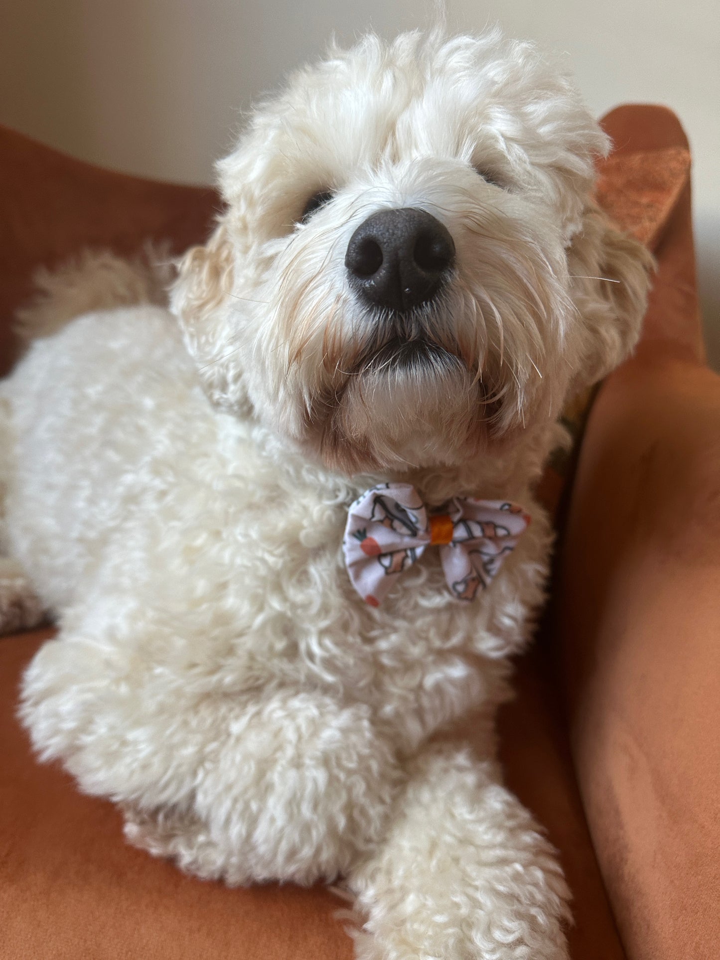 A fluffy white dog with curly fur lounges on an orange chair, wearing a Crafts by Kate Cotton Pet Bow with collar attachment featuring an Easter Pupcup print. It crosses its paws elegantly and gazes at the camera with a relaxed expression.