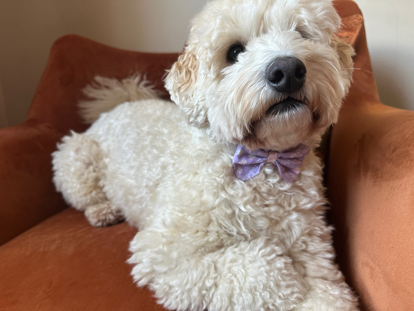 A fluffy white dog with curly fur is lying on an orange chair. The dog is wearing a handcrafted cotton pet bow in purple from Crafts by Kate, specifically the Egg-stra model with a collar attachment. It is looking toward the camera with an alert expression, its paws crossed in front, and the background shows a plain wall.