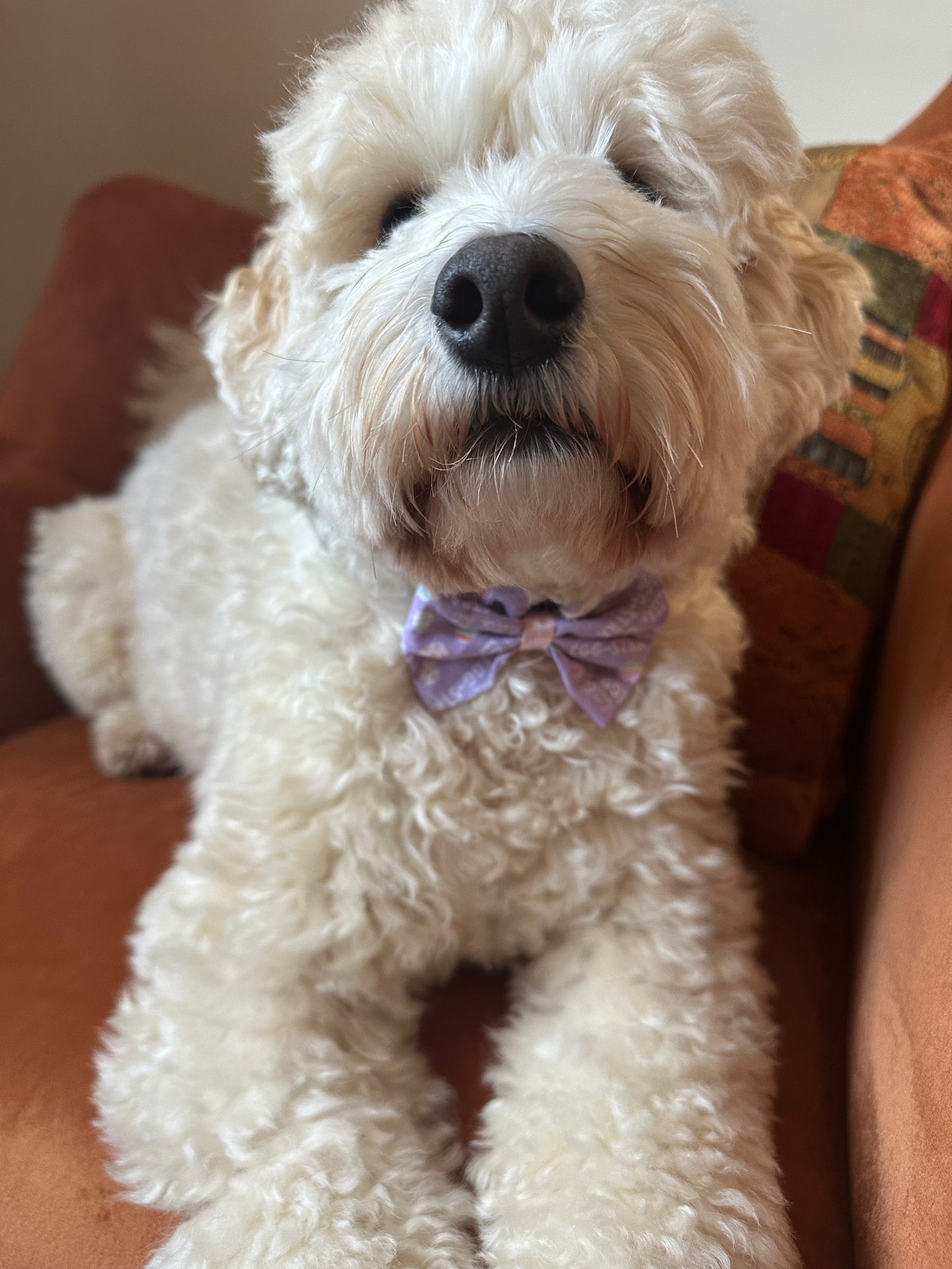 A fluffy white dog with curly fur is lounging on an orange-brown couch. The dog is wearing a Craft by Kate Cotton Pet Bow with collar attachment in Egg-stra print fabric and elastic fastening. It’s looking directly into the camera with a calm expression, while a colorful pillow is partially visible in the background.