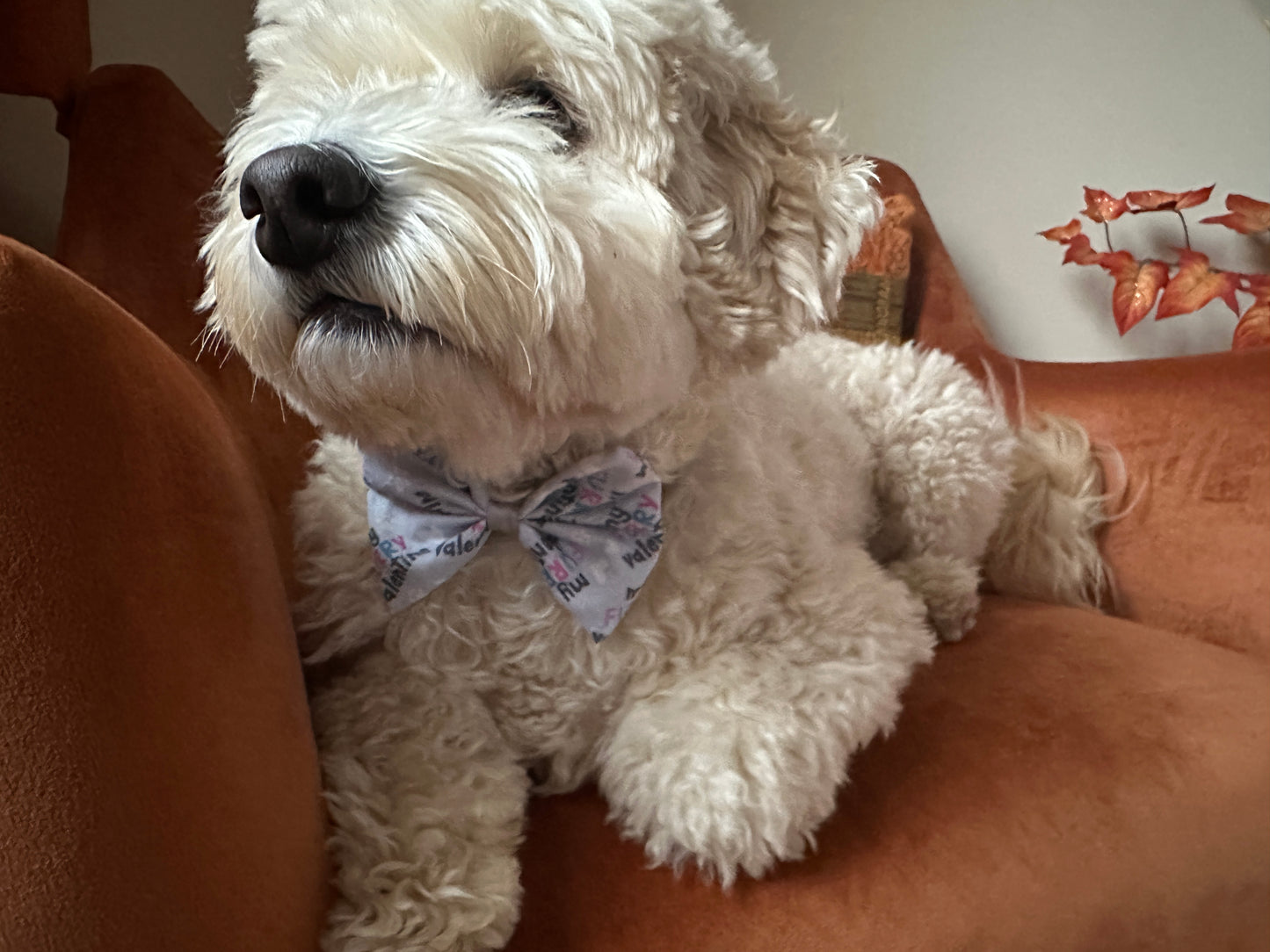 A fluffy white dog lounges on an orange chair, flaunting a "My Fluffy Valentine" patterned bowtie by Crafts by Kate. With its eyes half-closed, the cozy atmosphere is enhanced by a nearby decorative plant with orange leaves.