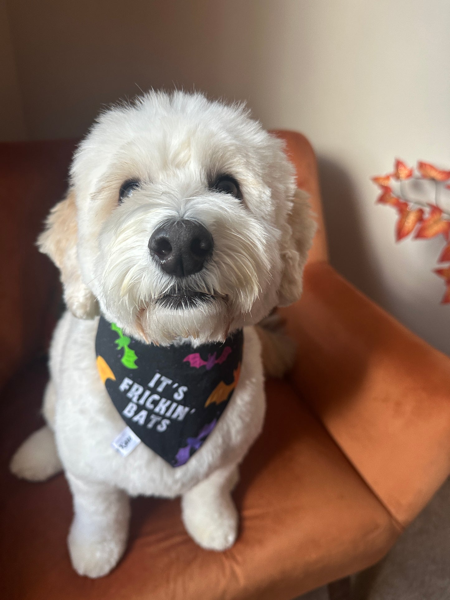 Cotton Pet Scrunchie Bandana - It’s Frickin’ Bats