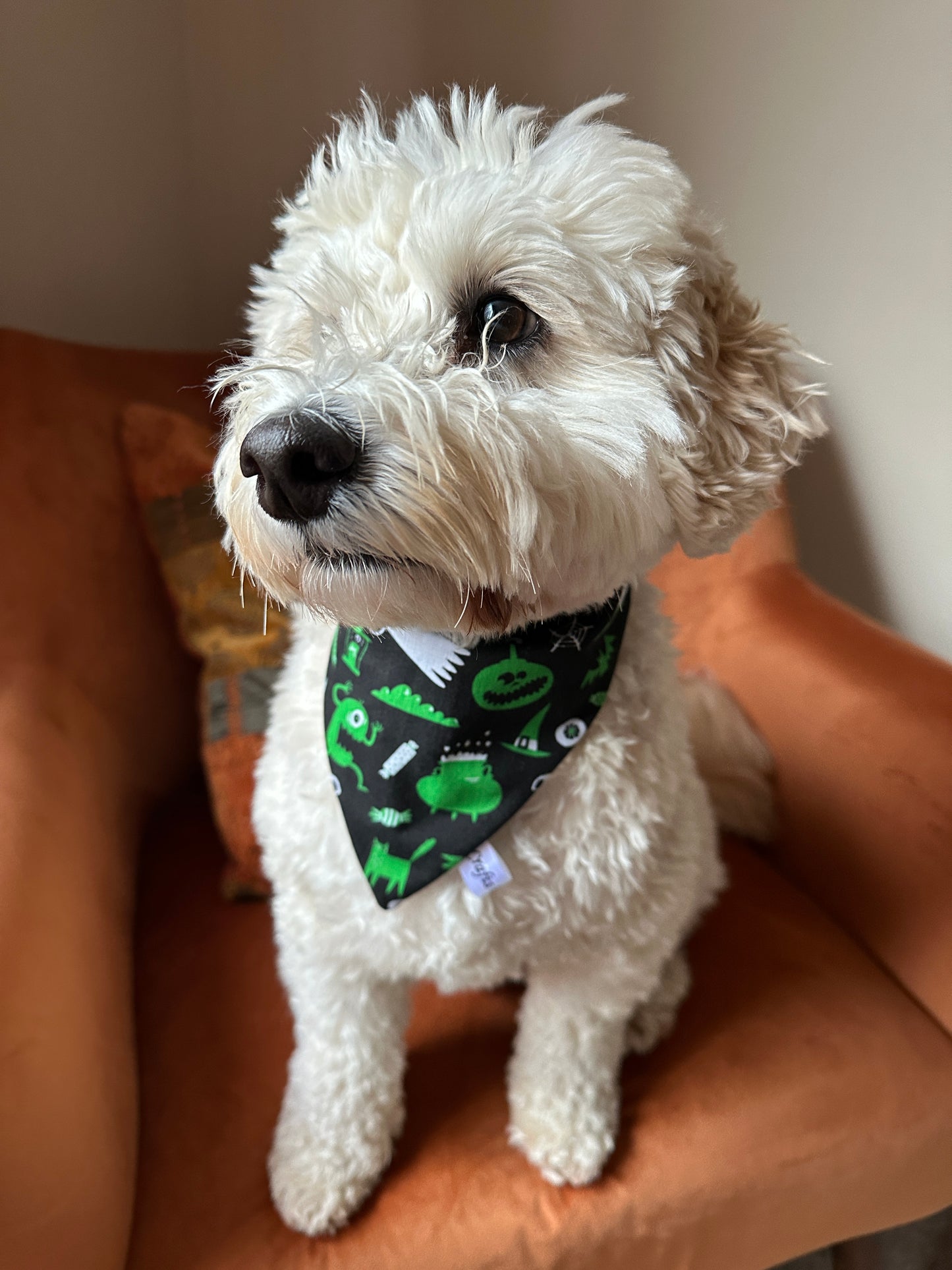 A fluffy white dog with curly fur sits on an orange chair, wearing the Crafts by Kate Cotton Pet Scrunchie Bandana - Green Halloween. The dog gazes calmly to the side, showing off the festive accessory.