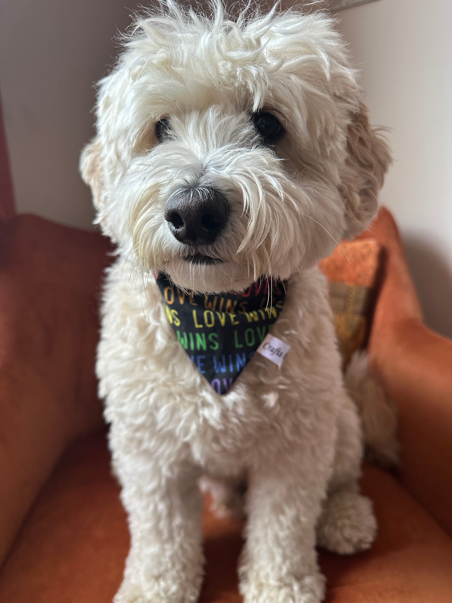 A fluffy white dog with curly fur sits on an orange chair, wearing a Crafts by Kate Cotton Pet Scrunchie Bandana - Rainbow Polka Dot Foil Print, facing the camera in a well-lit room to support the LGBTIQA+ Community.