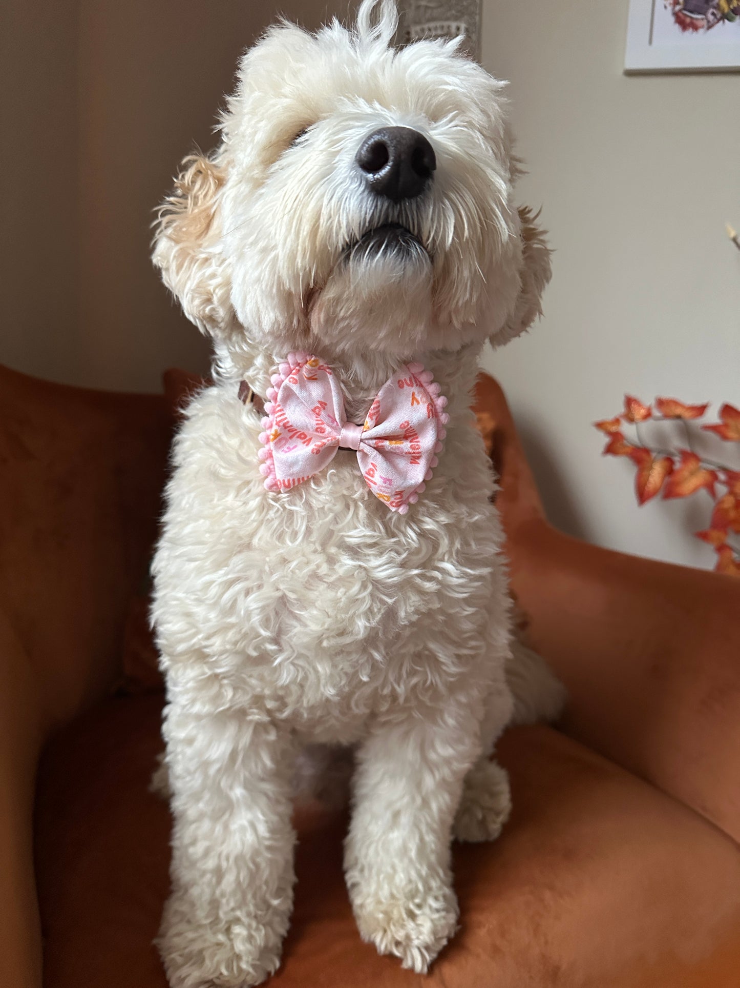 A fluffy cream-colored dog sits on an orange chair, wearing a handcrafted pink "My Fluffy Valentine" Cotton Pet Bow by Crafts by Kate, adorned with floral patterns. Its head tilts slightly upward in contentment against autumn leaves, ready for the perfect snapshot.