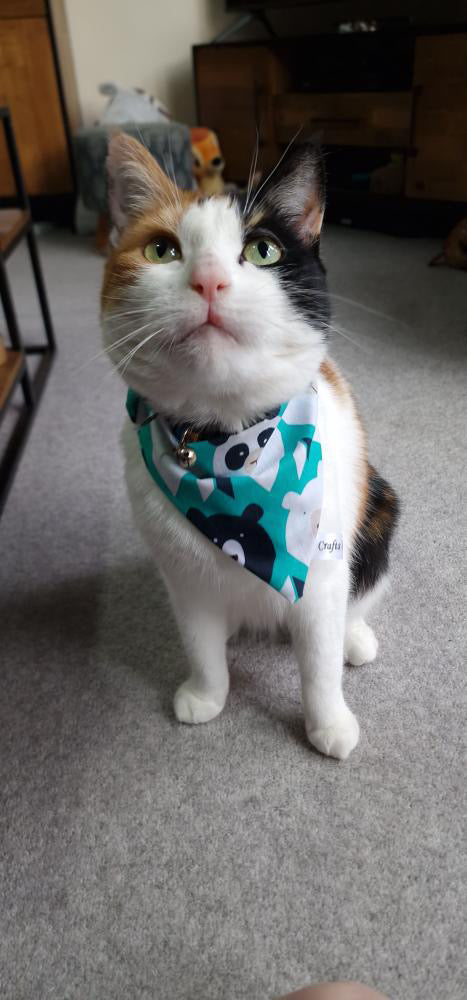 A calico cat with green eyes sits on a carpet, sporting the "It’s My Barkday" Cotton Pet Scrunchie Bandana by Crafts by Kate. The teal accessory features panda illustrations, perfect for bear enthusiasts. Blurred furniture adds depth to the background.