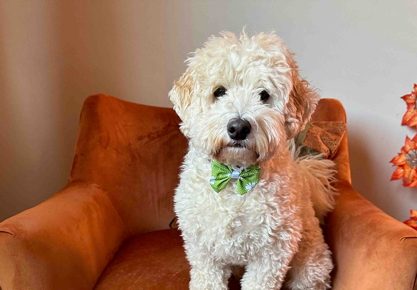 Cotton Pet Bow with collar attachment - Green Daisies