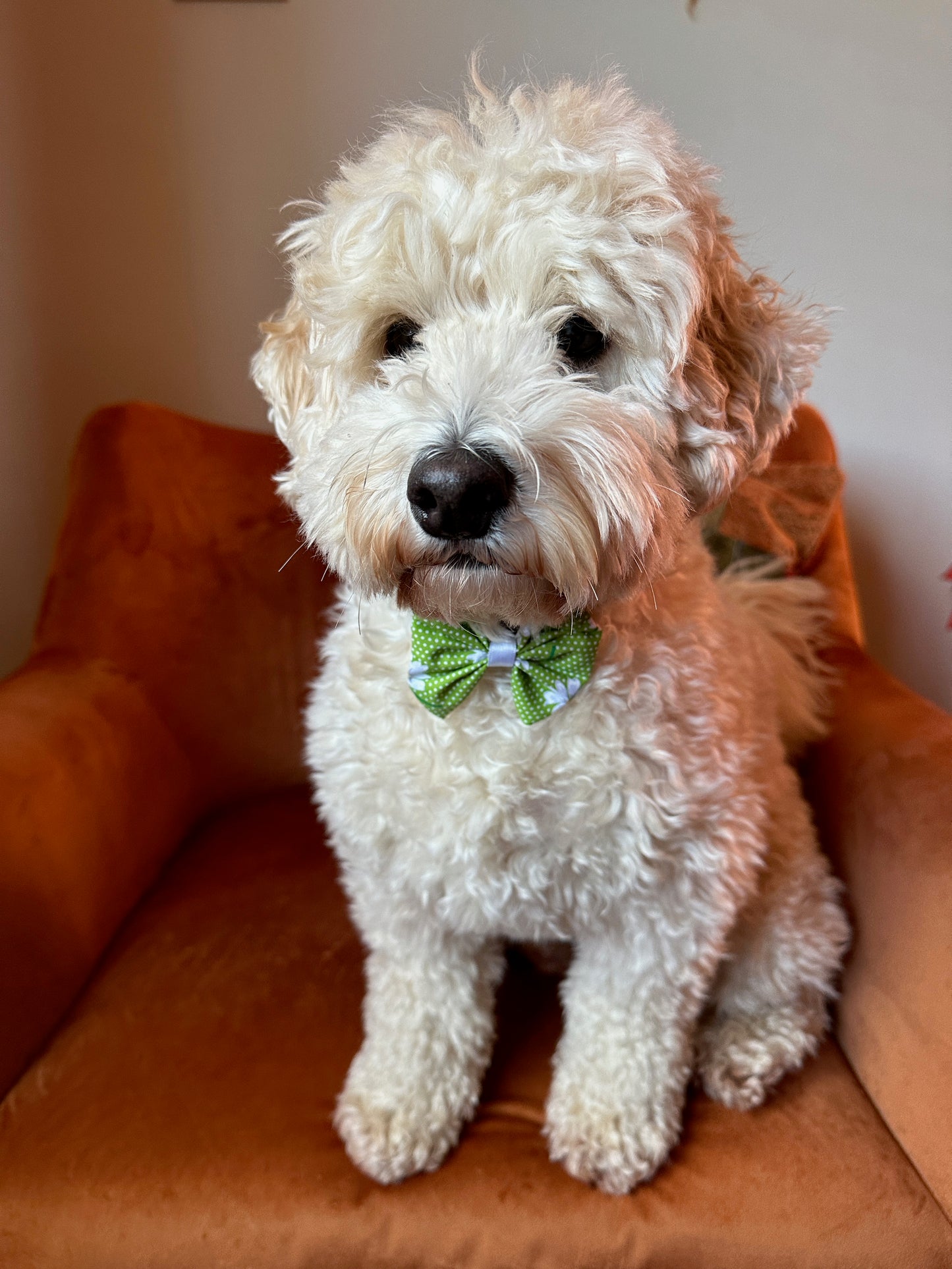 Cotton Pet Bow with collar attachment - Green Daisies