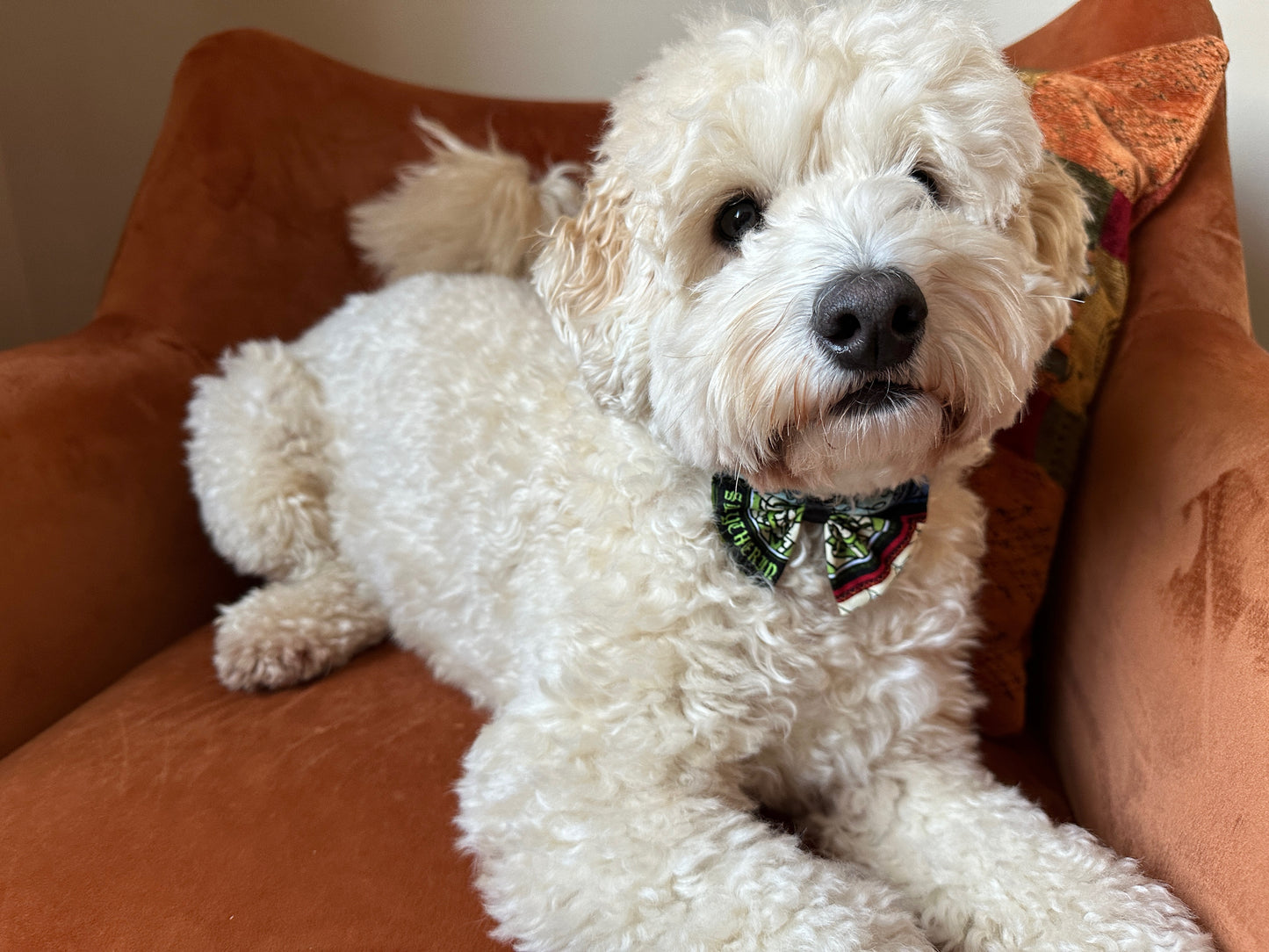Cotton Pet Bow with collar attachment - Hogwarts Houses