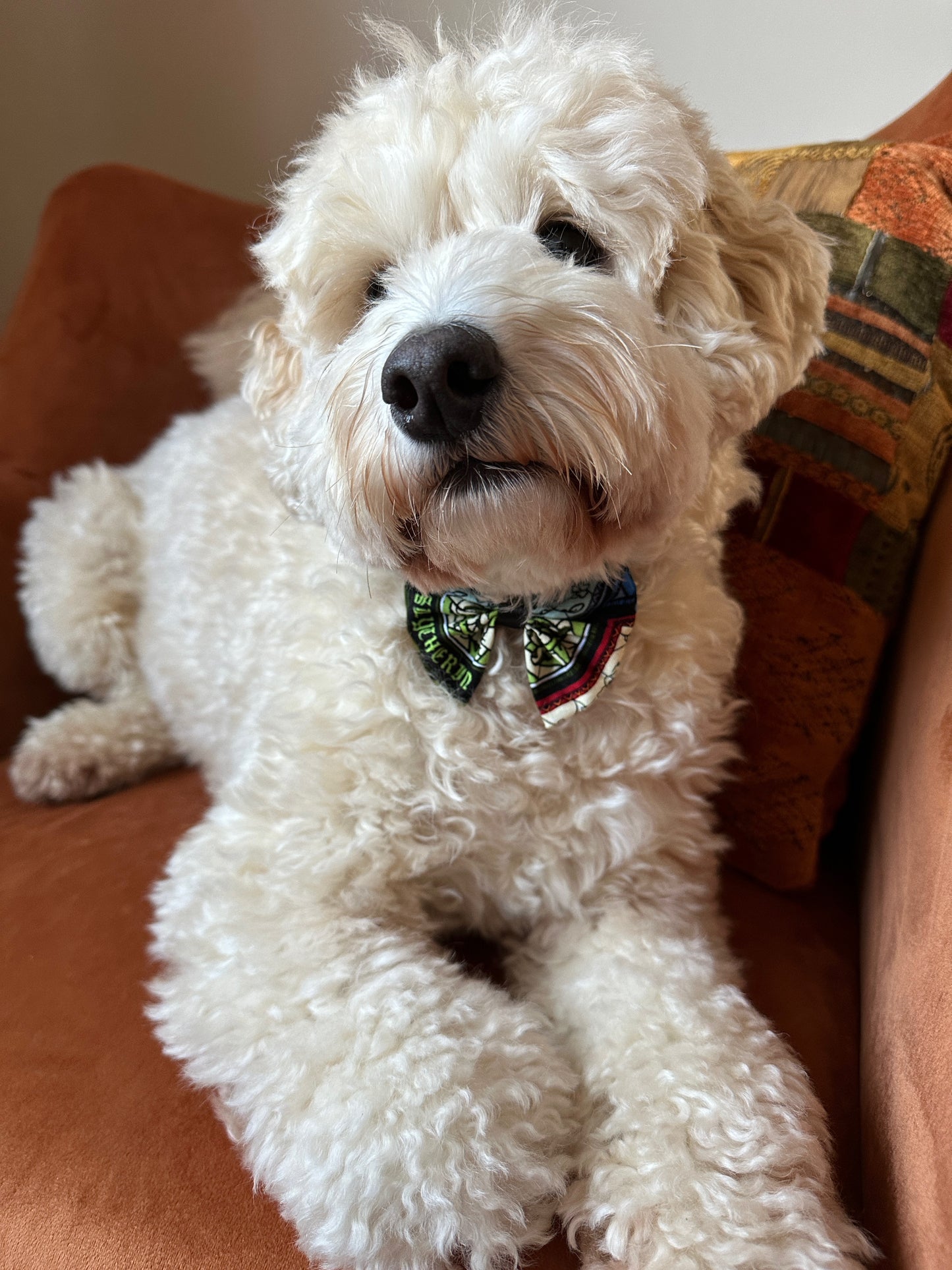 Cotton Pet Bow with collar attachment - Hogwarts Houses
