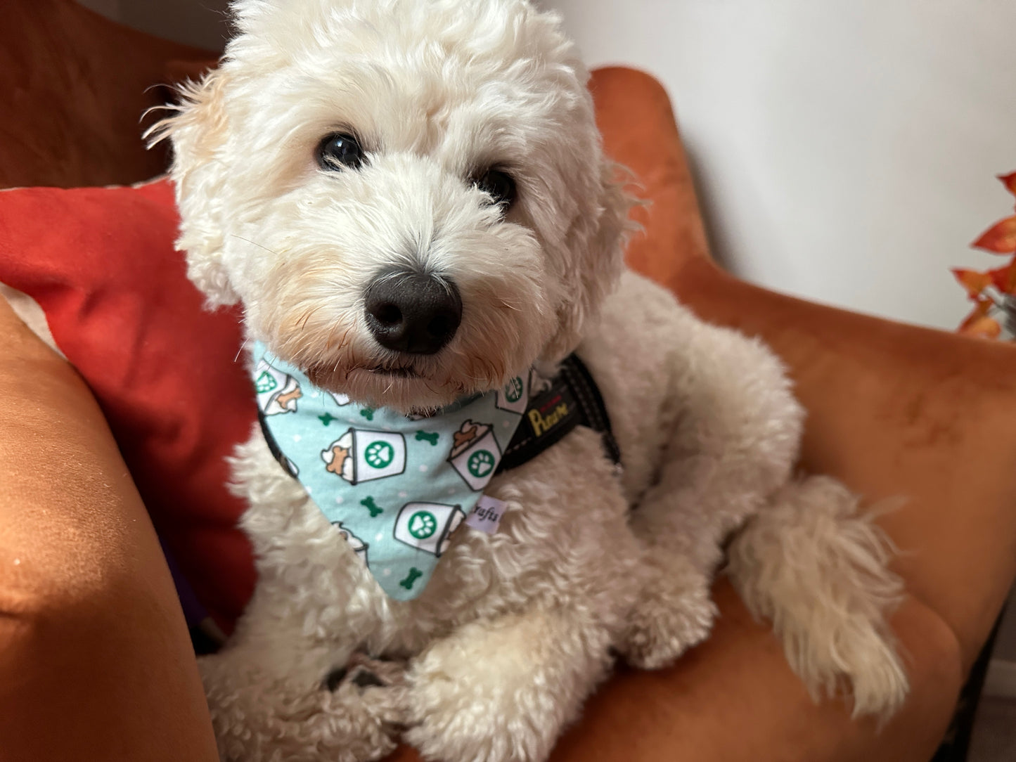 A fluffy white dog with a curly coat is lounging on a tan armchair, gazing at the camera. The dog is wearing a Crafts by Kate Cotton Pet Bandana with collar attachment - Pupcups, which features a pattern of cartoon dogs and paw prints. An orange cushion is visible behind the dog.