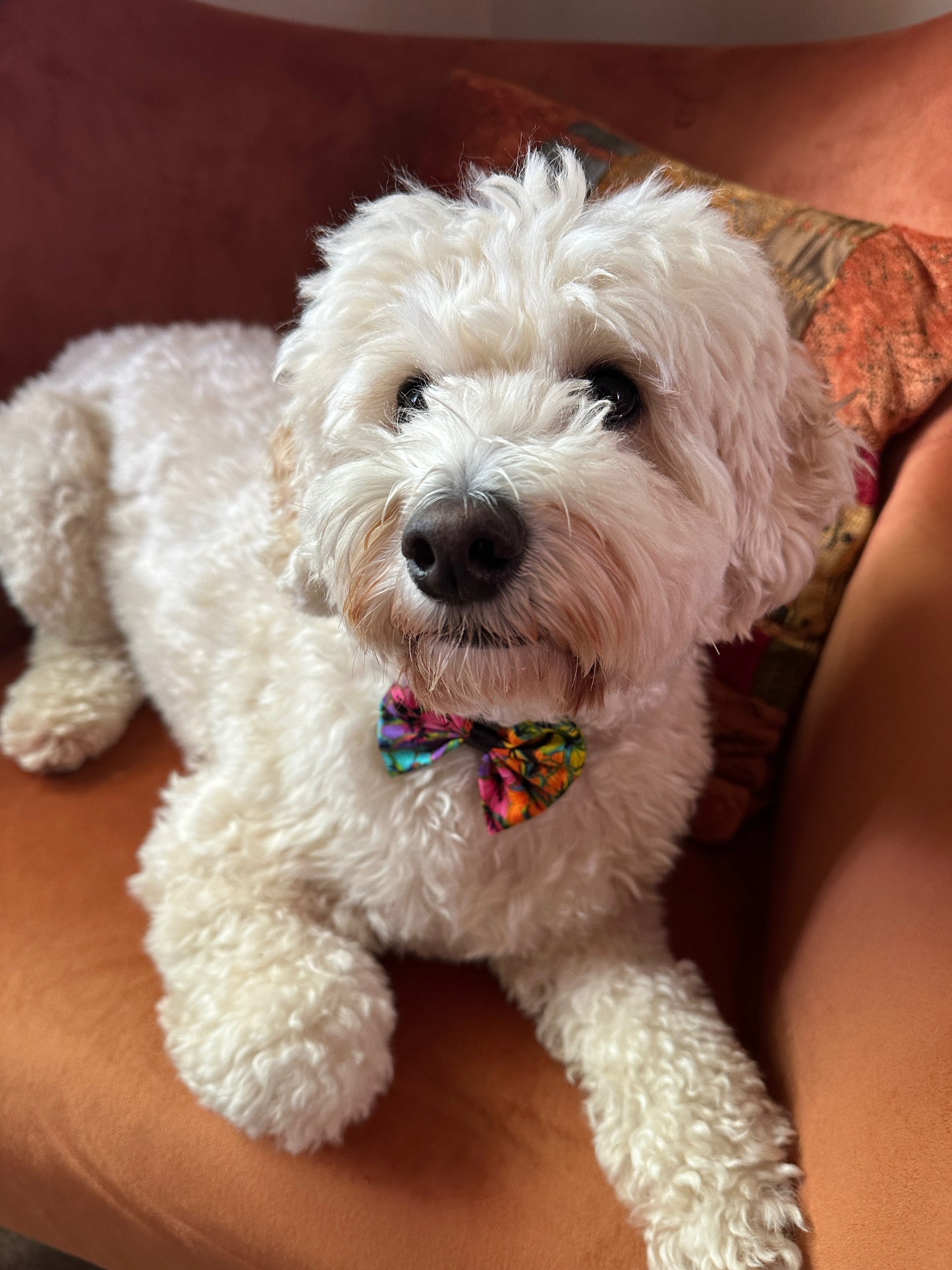 A fluffy white dog with curly fur lounges on an orange chair, wearing the Crafts by Kate Cotton Pet Bow with collar attachment in rainbow butterfly print, matching the decorative pillow behind and offering a nod to the LGBTIQA+ community.