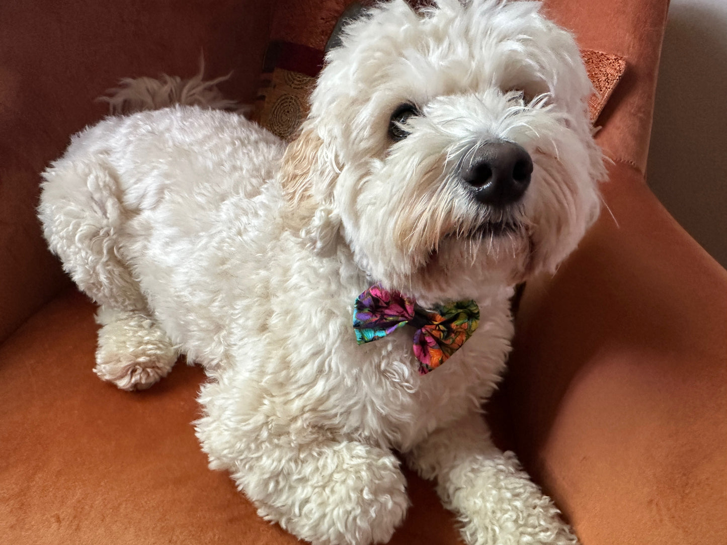 A fluffy white dog with curly fur sits on a brown chair, wearing a vibrant Crafts by Kate Cotton Pet Bow with collar attachment in rainbow butterfly print. The dog looks content and relaxed, embodying the LGBTIQA+ community's spirit.