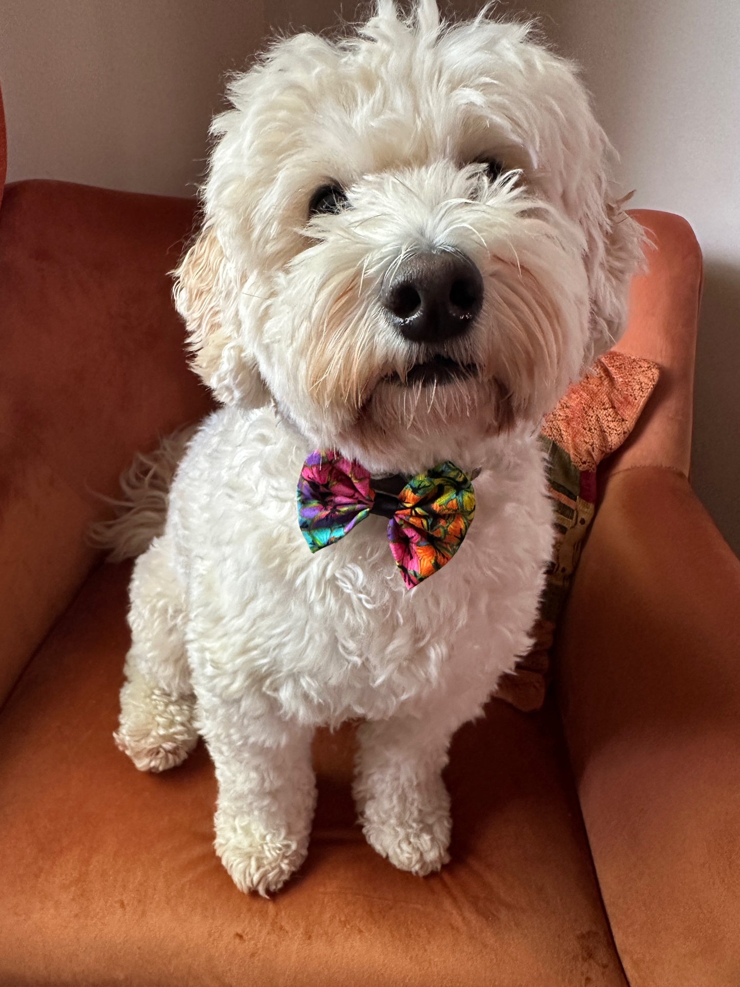 A fluffy white dog with a curly coat, wearing Crafts by Kate's Cotton Pet Bow with collar attachment in Rainbow Butterfly Print, sits on a red cushioned chair. Its curious expression and colorful bow celebrate the LGBTIQA+ spirit.