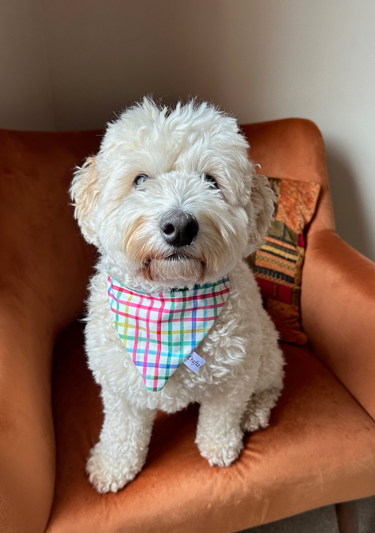 Cotton Pet Bandana with collar attachment - Rainbow Gingham