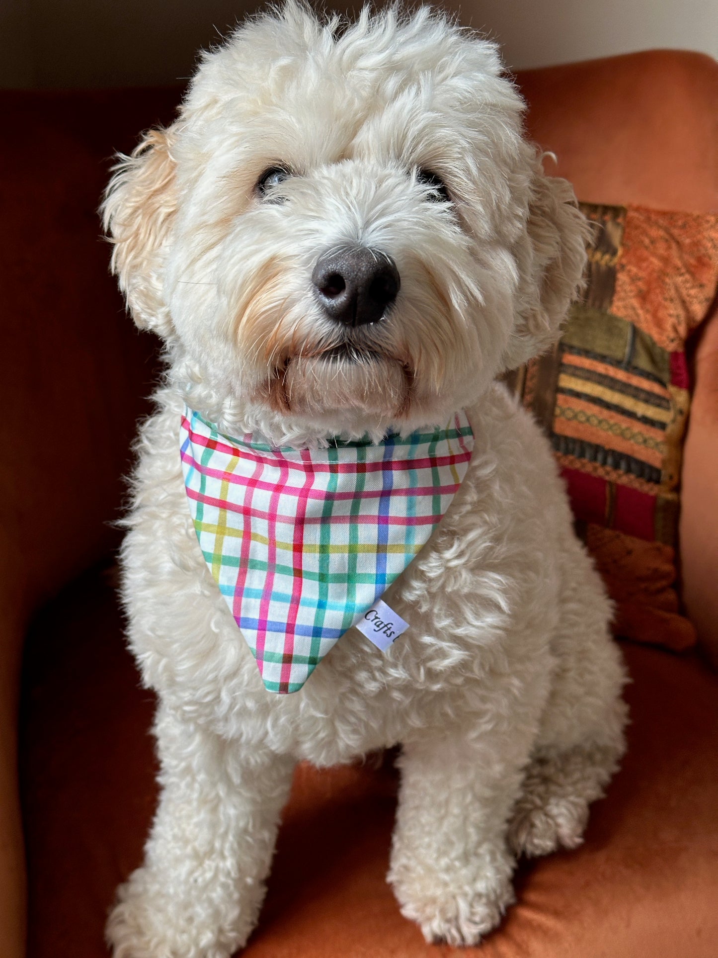 Cotton Pet Bandana with collar attachment - Rainbow Gingham