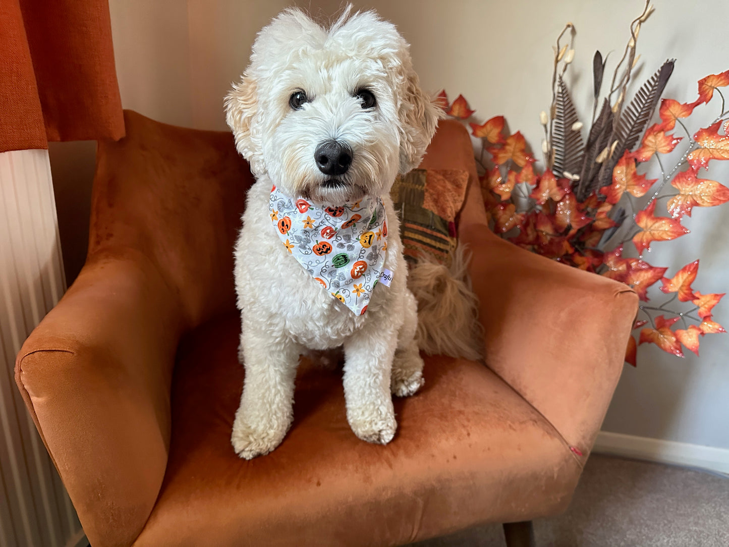A fluffy white dog sports the Crafts by Kate Cotton Pet Bandana with collar attachment – Glow in the Dark Pumpkins, sitting on an orange velvet chair surrounded by autumn leaves and feathers for a cozy, handcrafted fall scene.